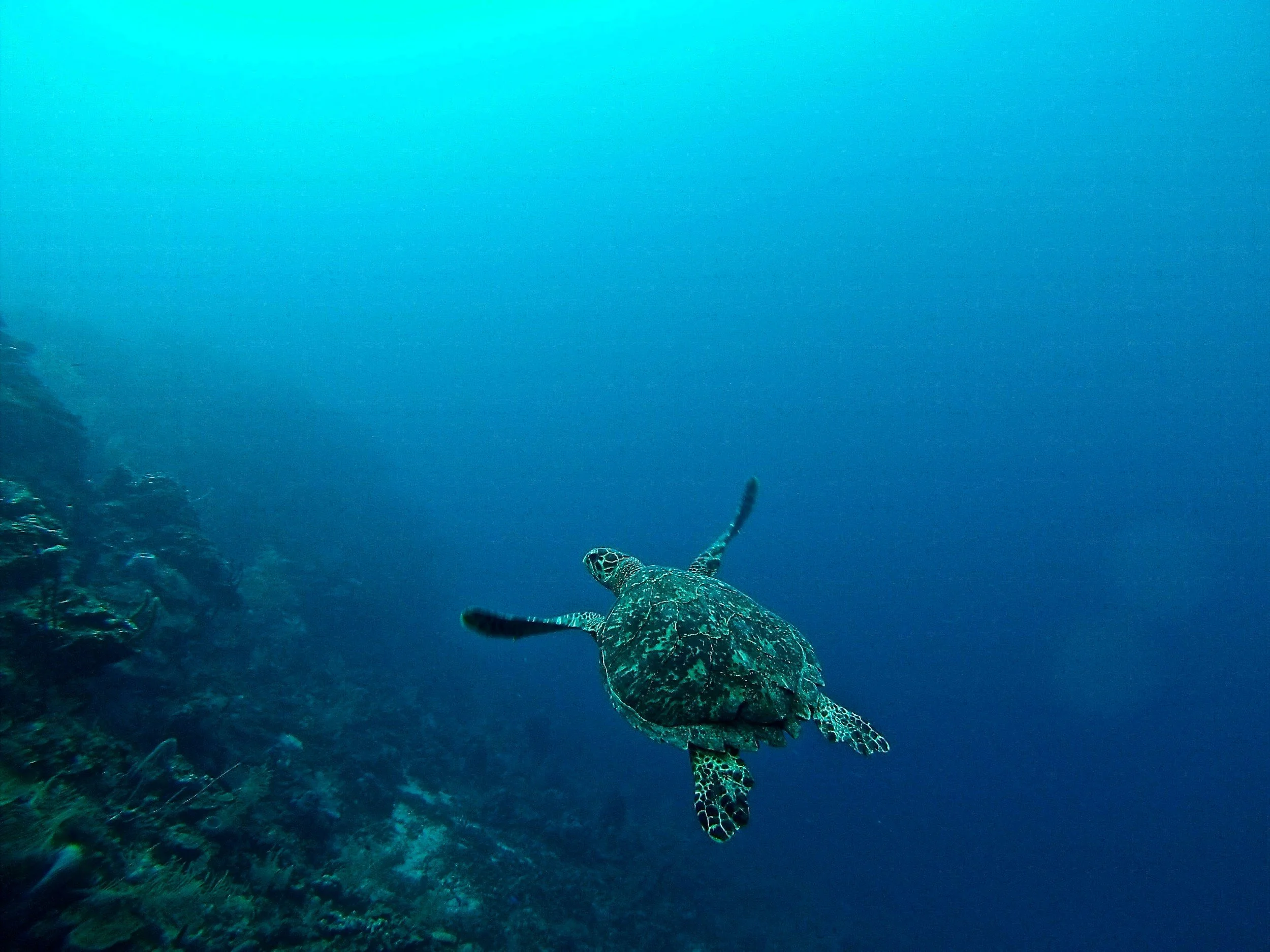 Great Barrier Reef cairns