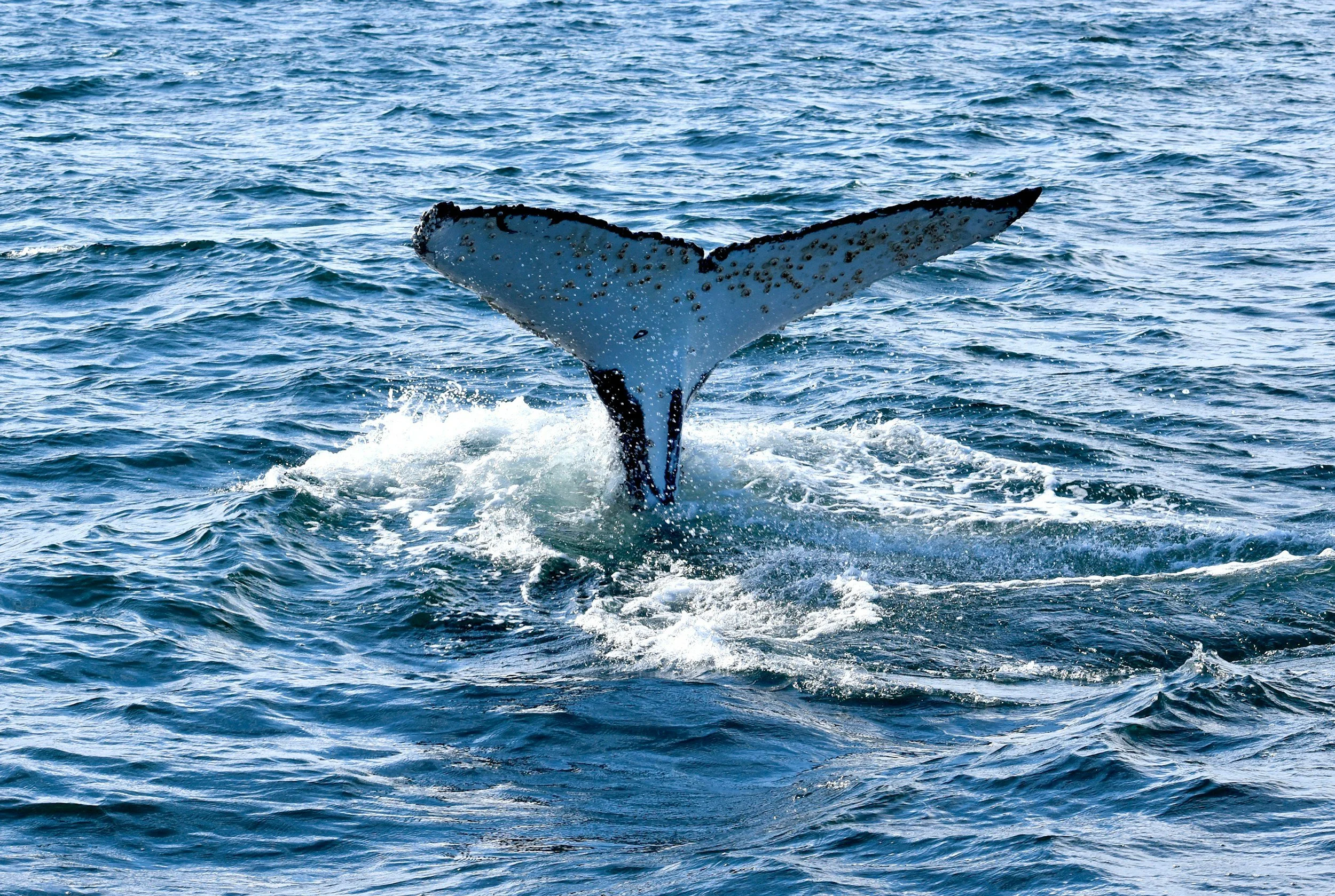 whale watching huskisson