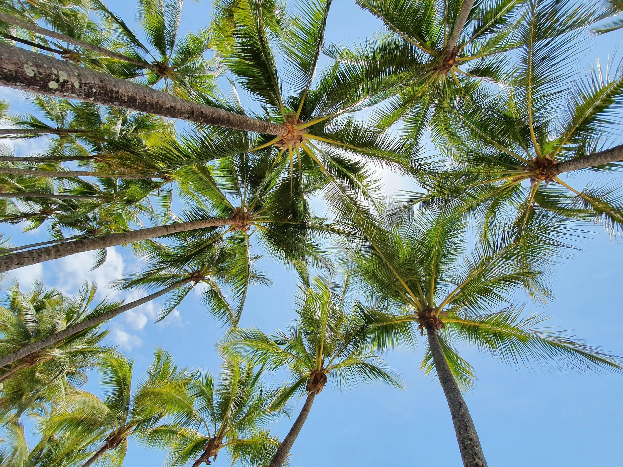 Looking up at tall palm trees against a blue sky with some clouds.