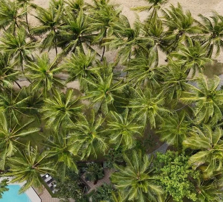 Aerial view of numerous palm trees in a tropical setting with a swimming pool and surrounding patio area.