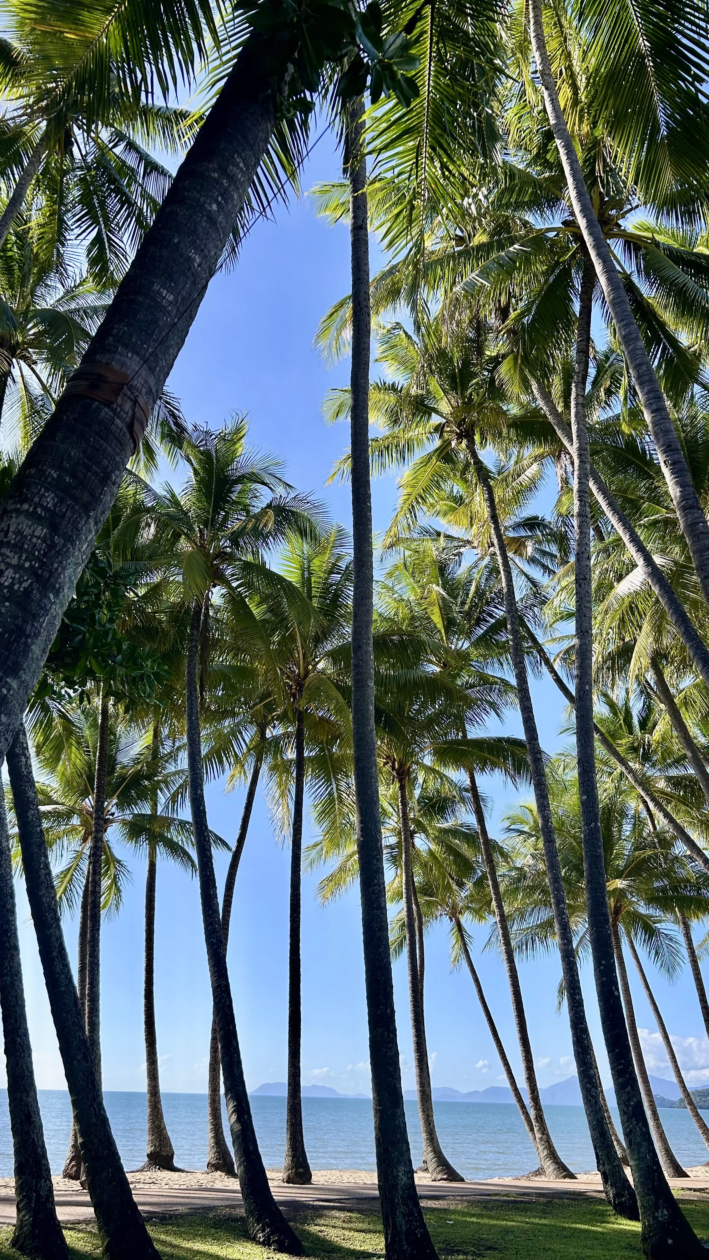 View of a tropical beach with numerous tall palm trees, blue ocean, and distant islands under a clear sky.