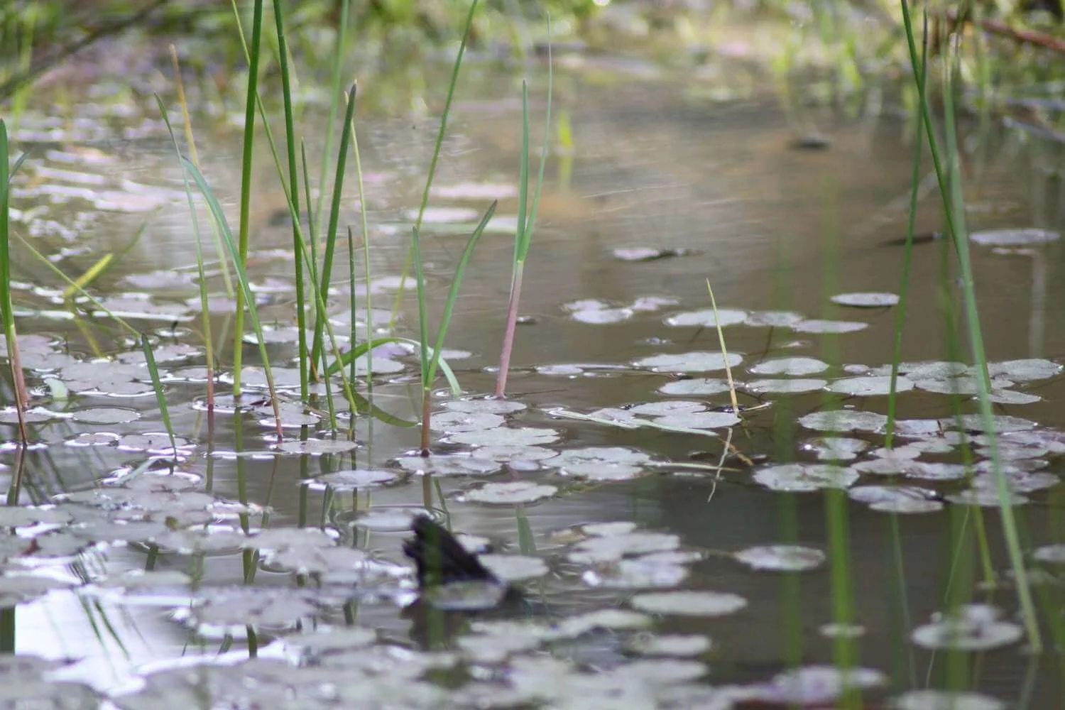 Pond-Surface-GCN-Habitat.jpg