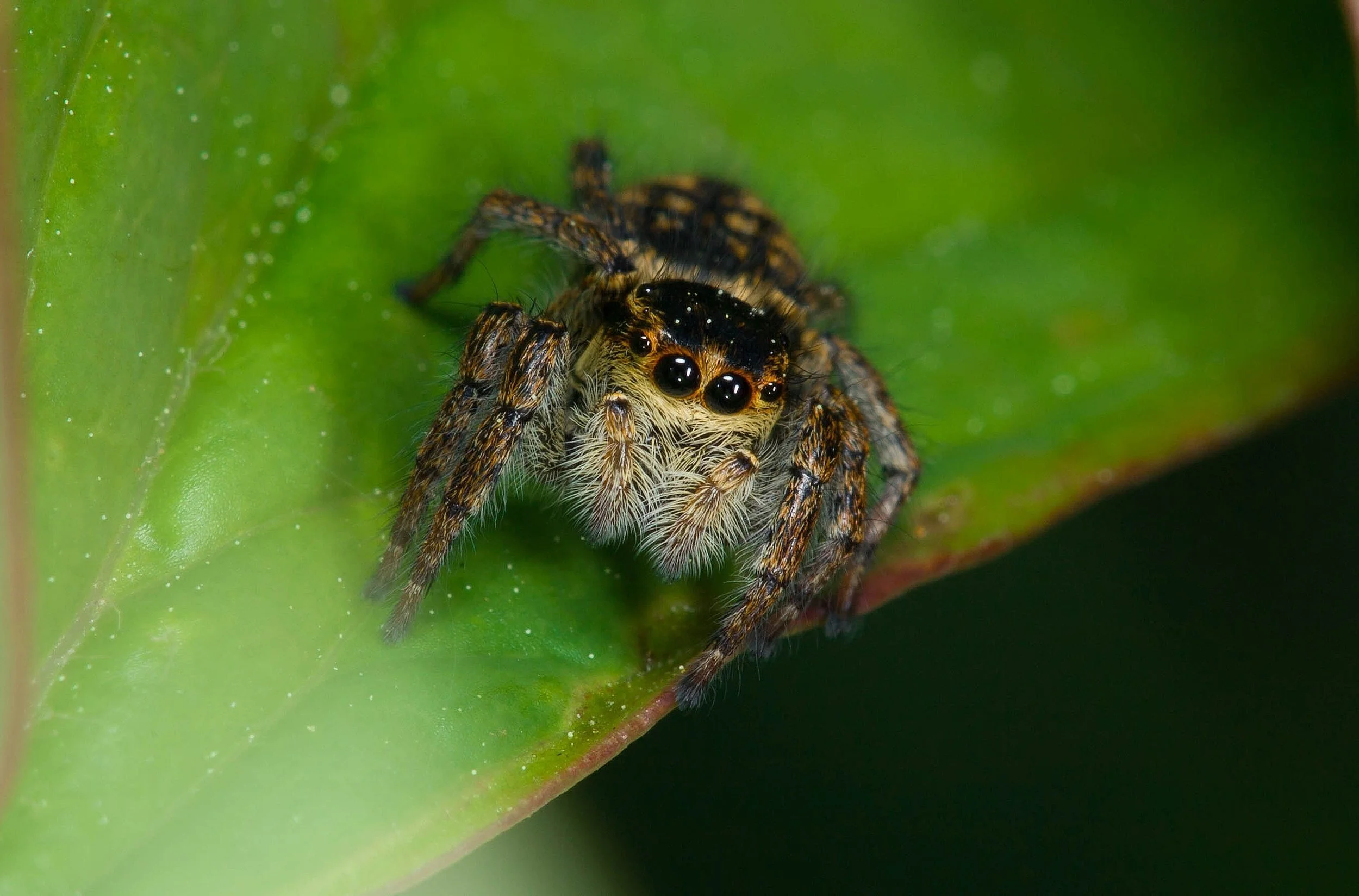 Spider SL.jpeg