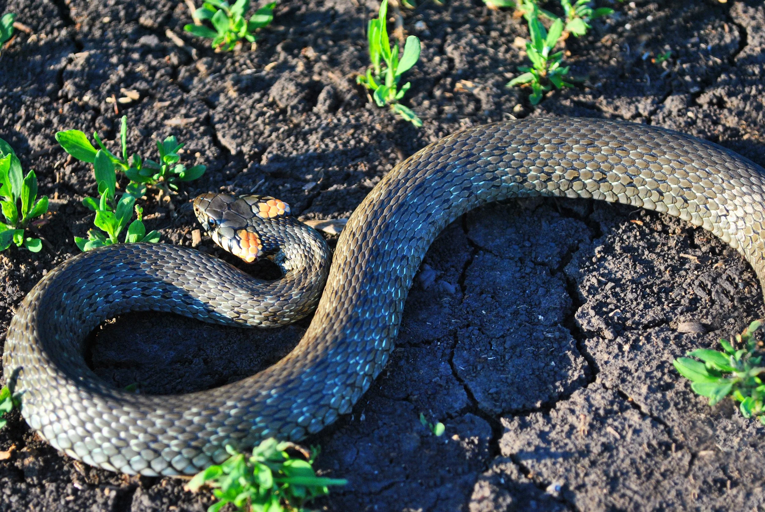Grass Snake SL.jpeg