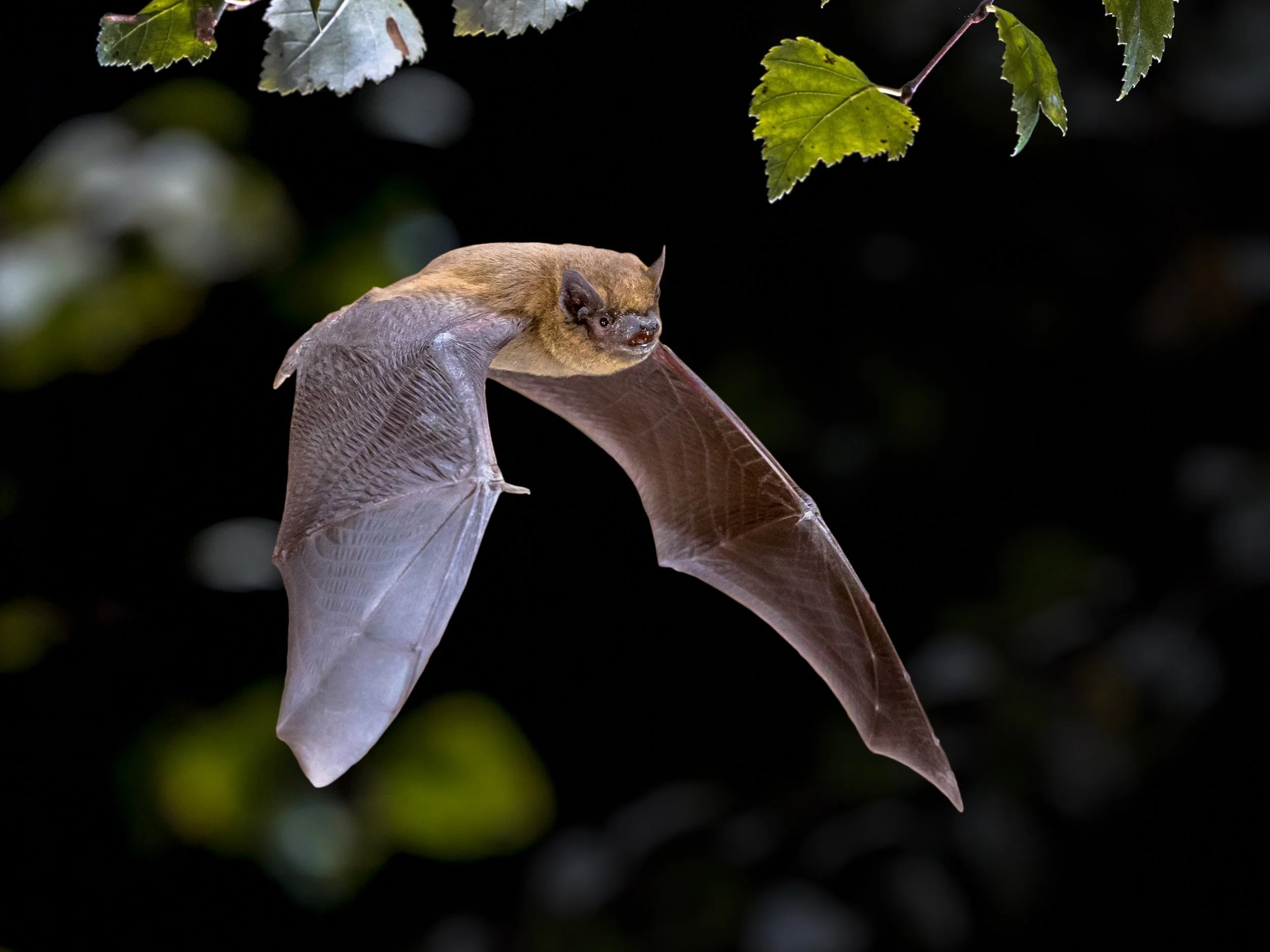 Bat SL.jpeg