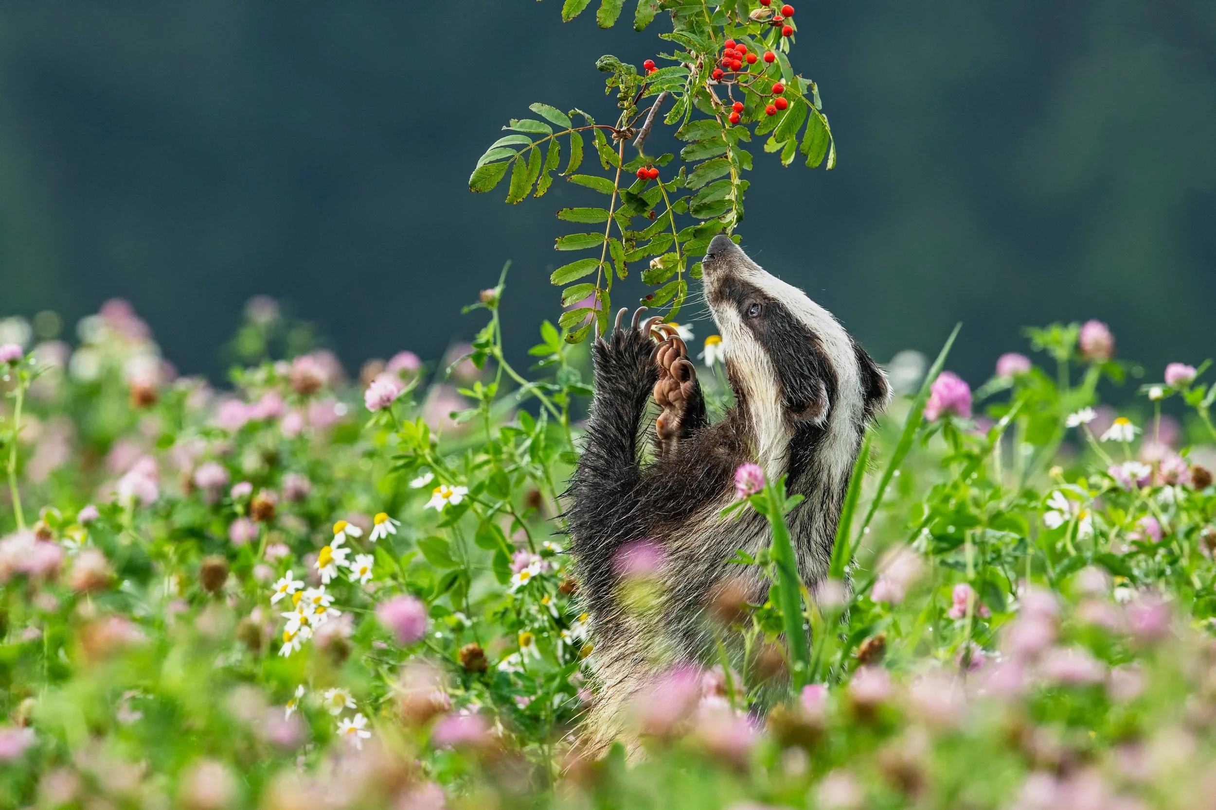 Badger SL.jpeg