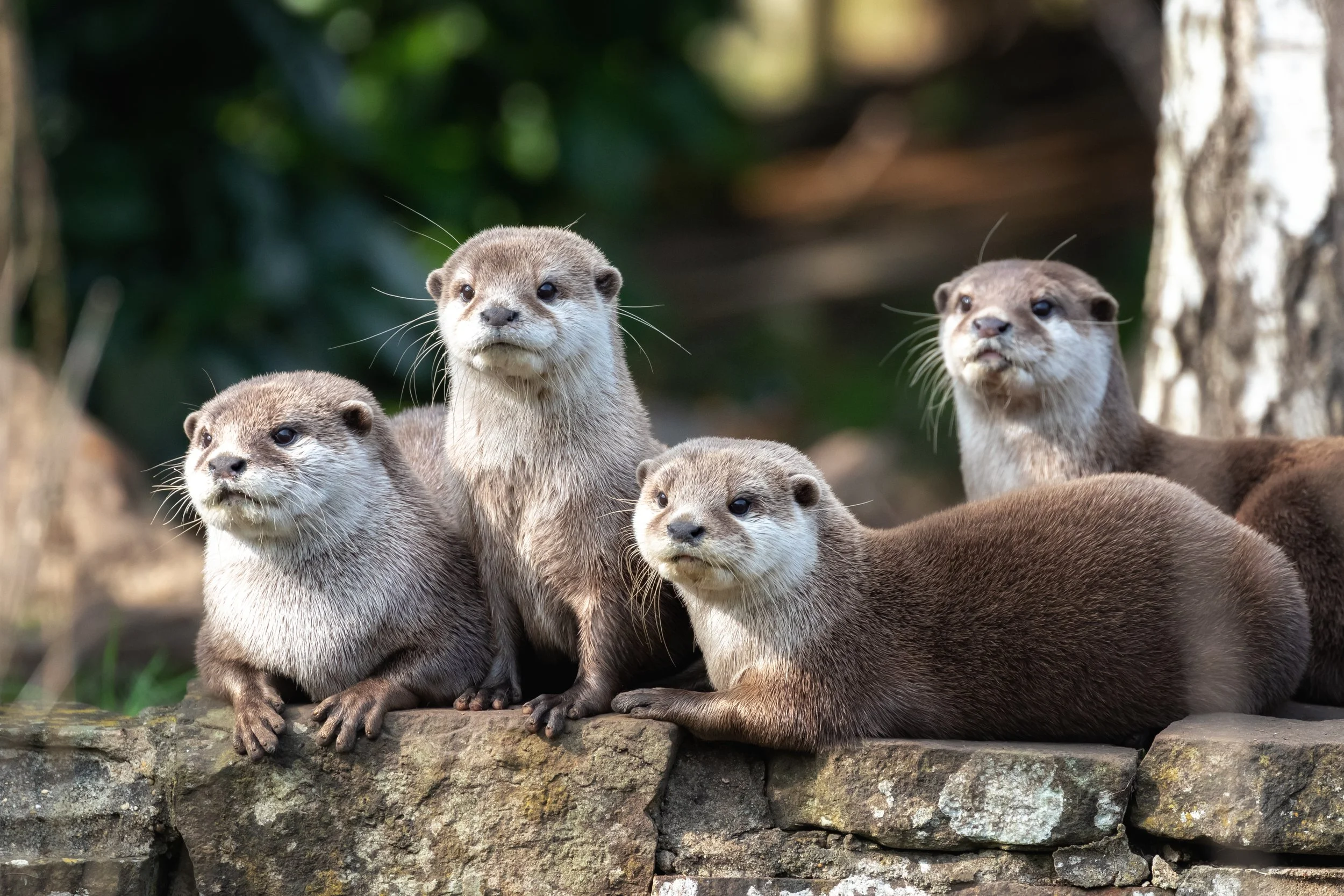 Otters SL.jpeg