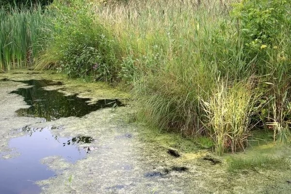 Pond-Vegetation-Edge-Ecology-Wildlife-Pond.jpg