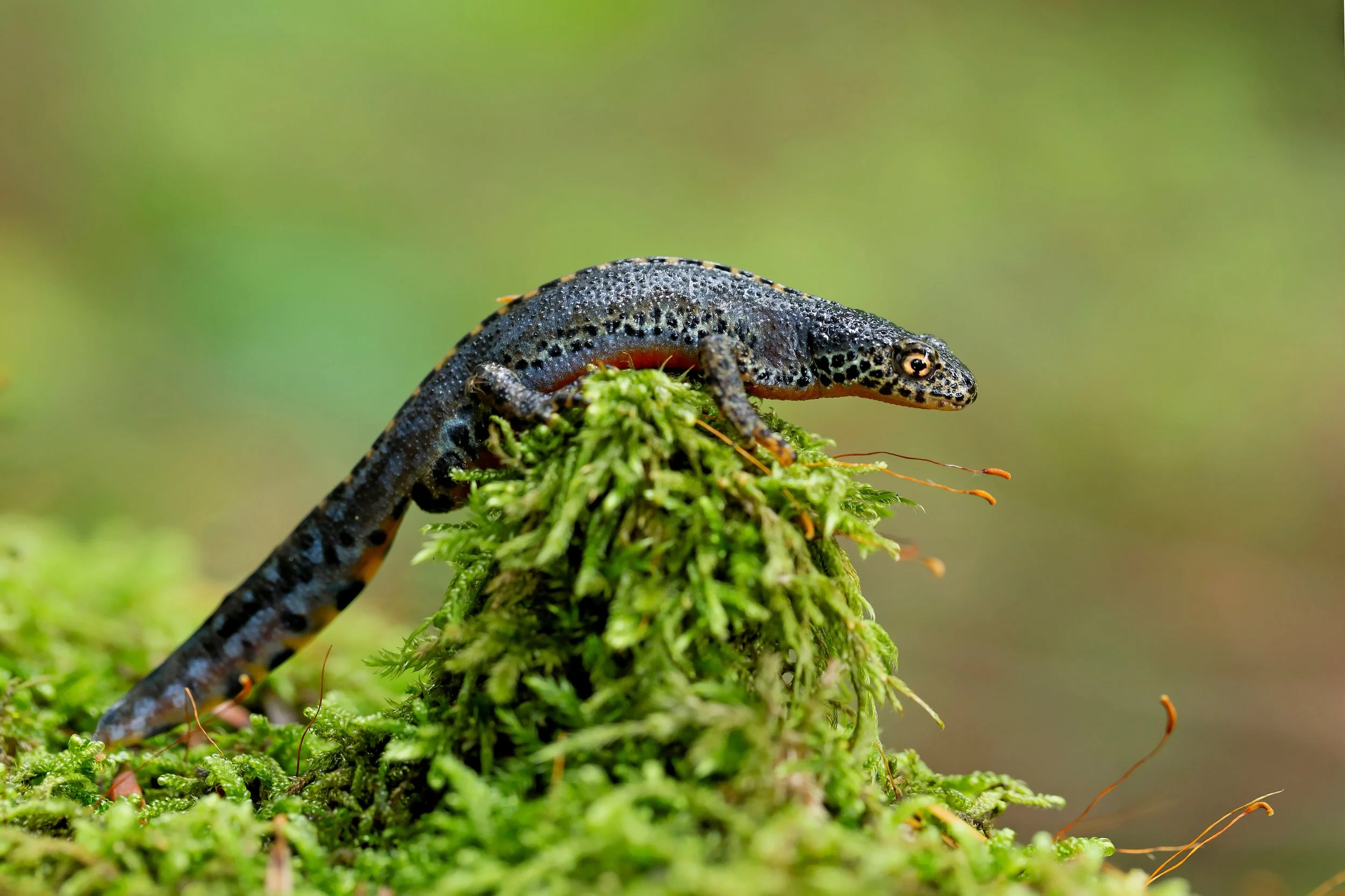 Newt SL.jpeg