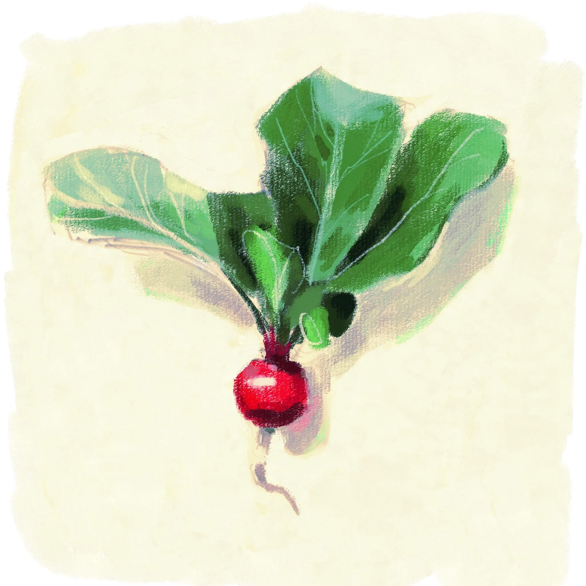 Quick studies

 #illustration #drawing #studies #sketches #sketch #sketching #procreate #stilllife #orange #radish