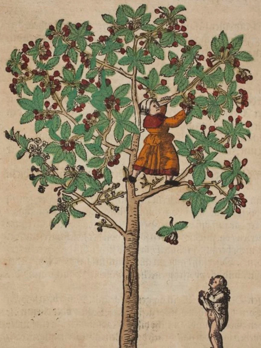 A Greener Melrose: Apple Day