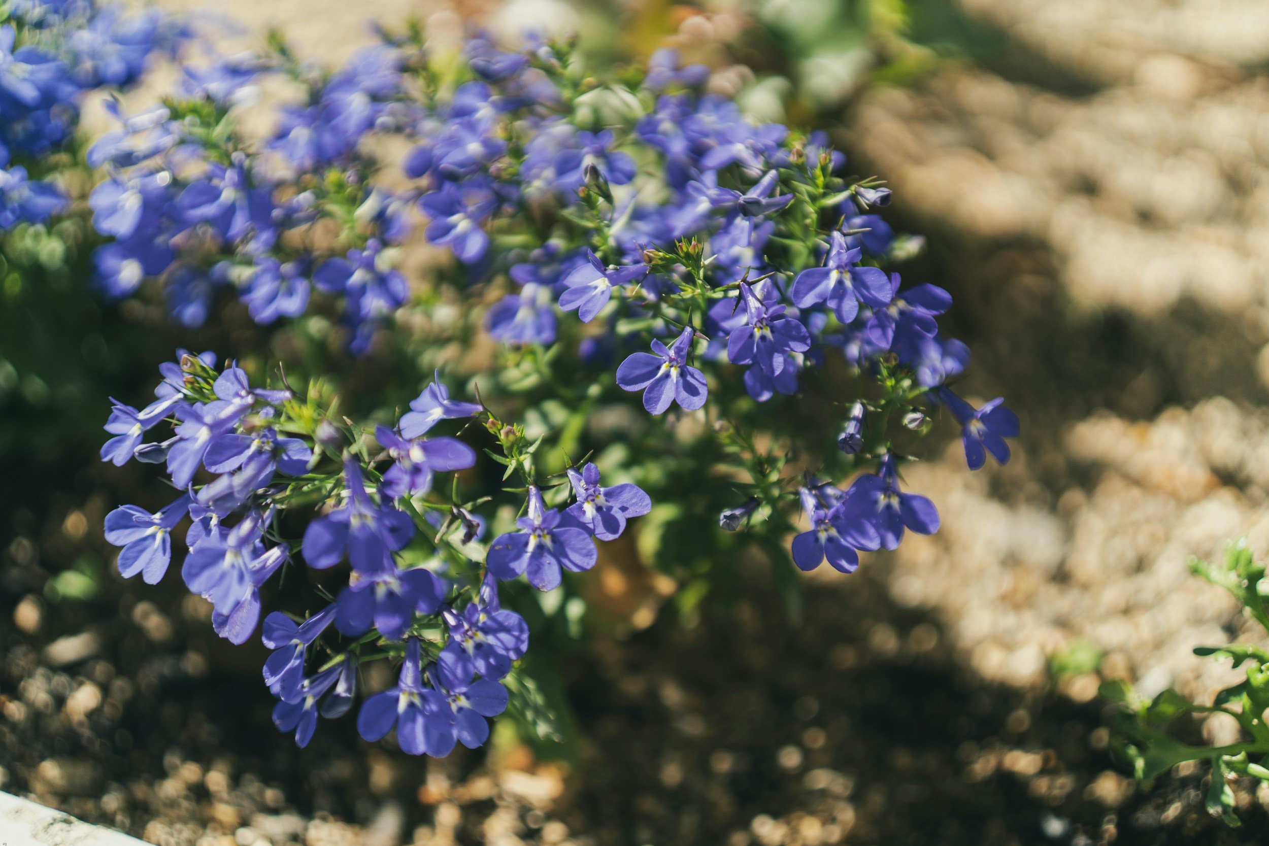 Duns Flowerbed trail