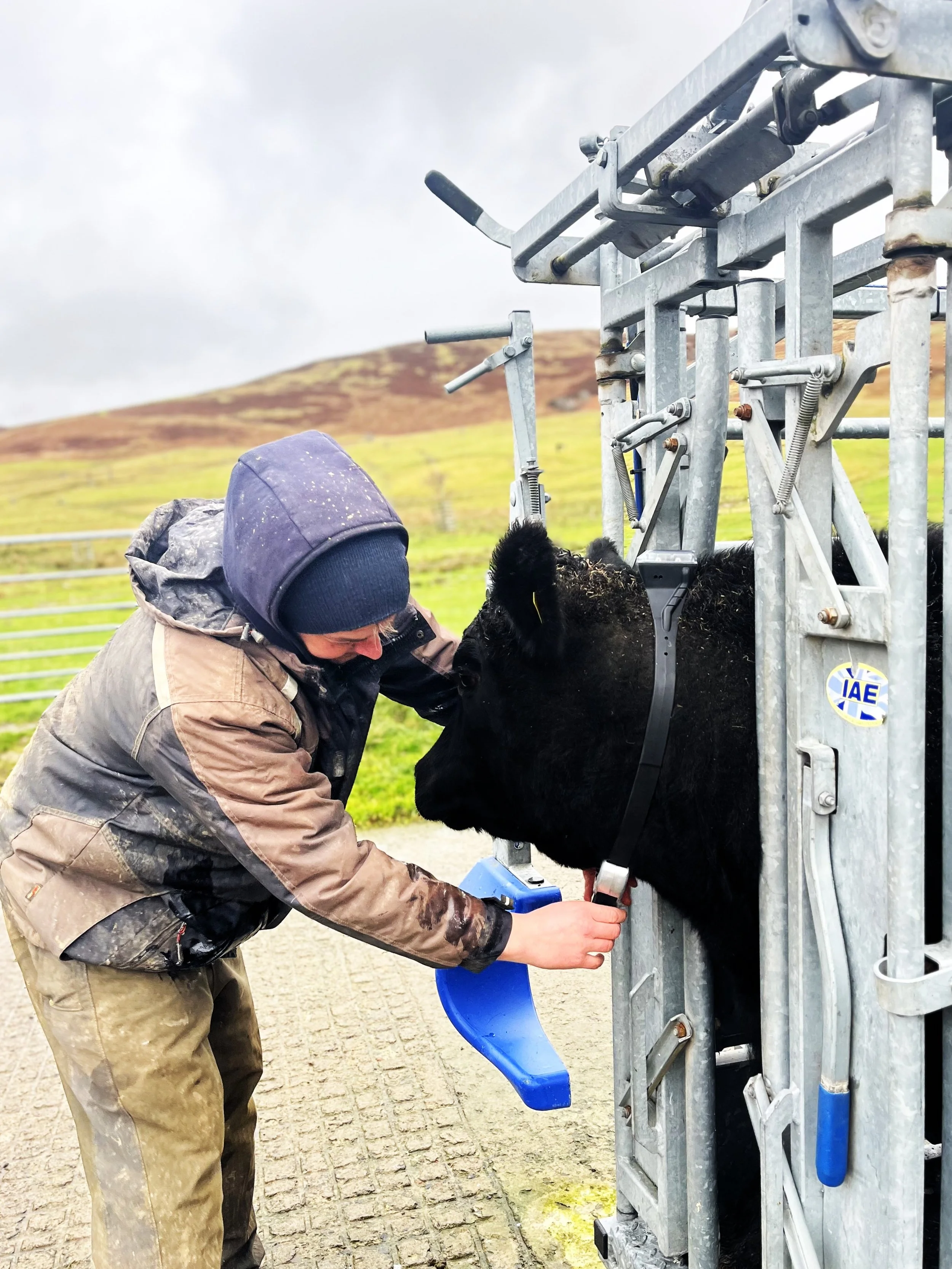 Virtual Fencing and GPS Technology trial in yarrow