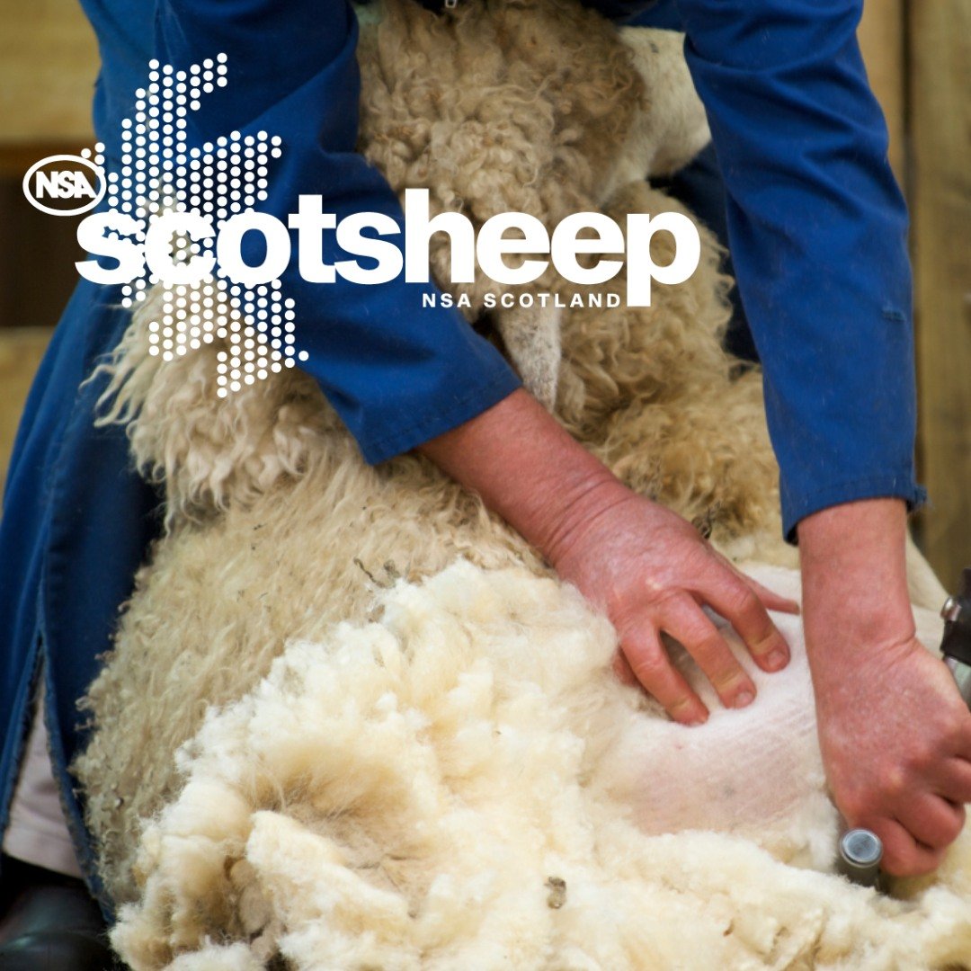 Scotsheep
