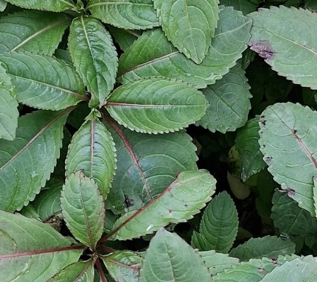 Himalayan Balsam Pulling Party - Allanton