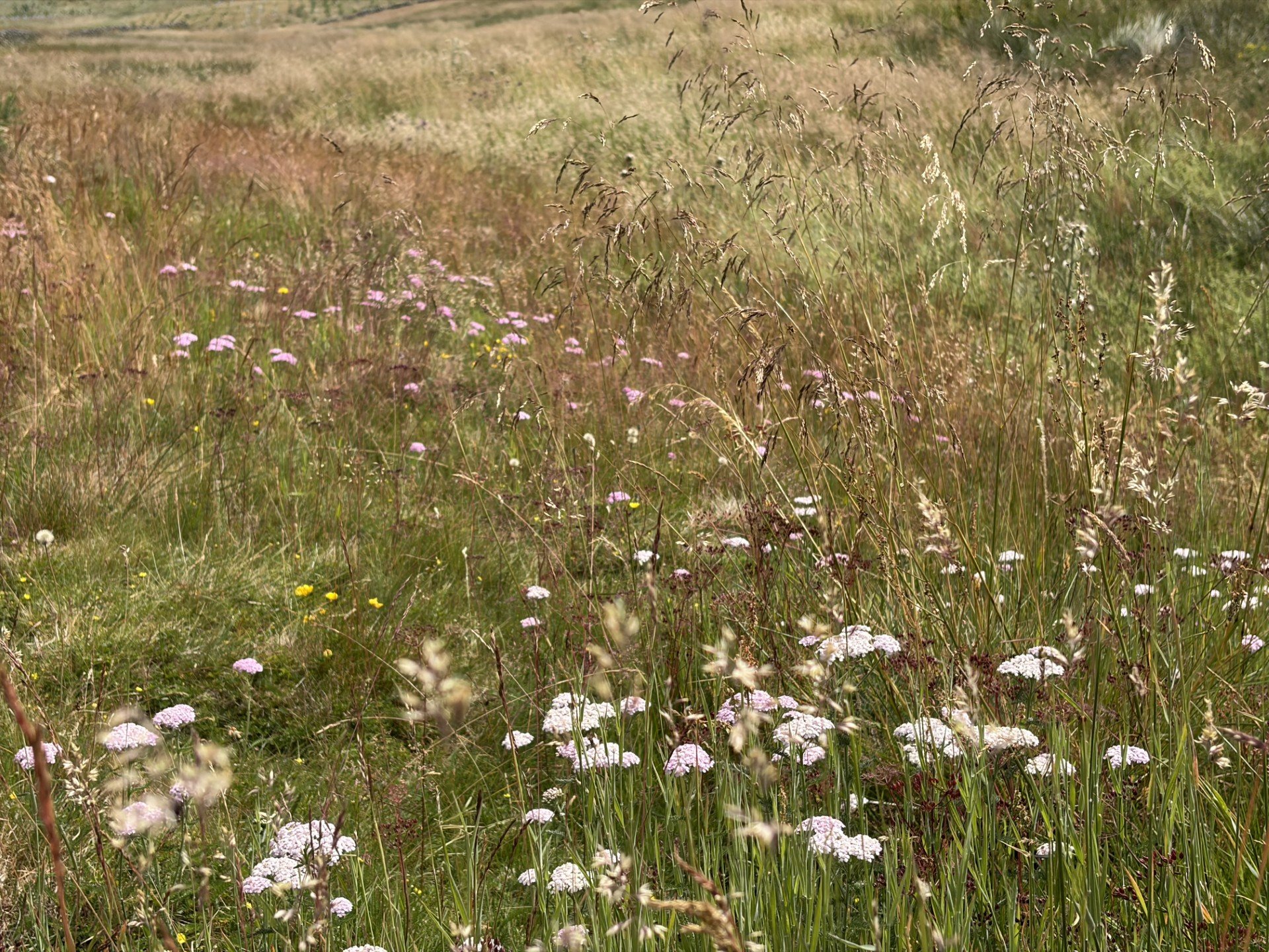 Grasses in the sunshine.