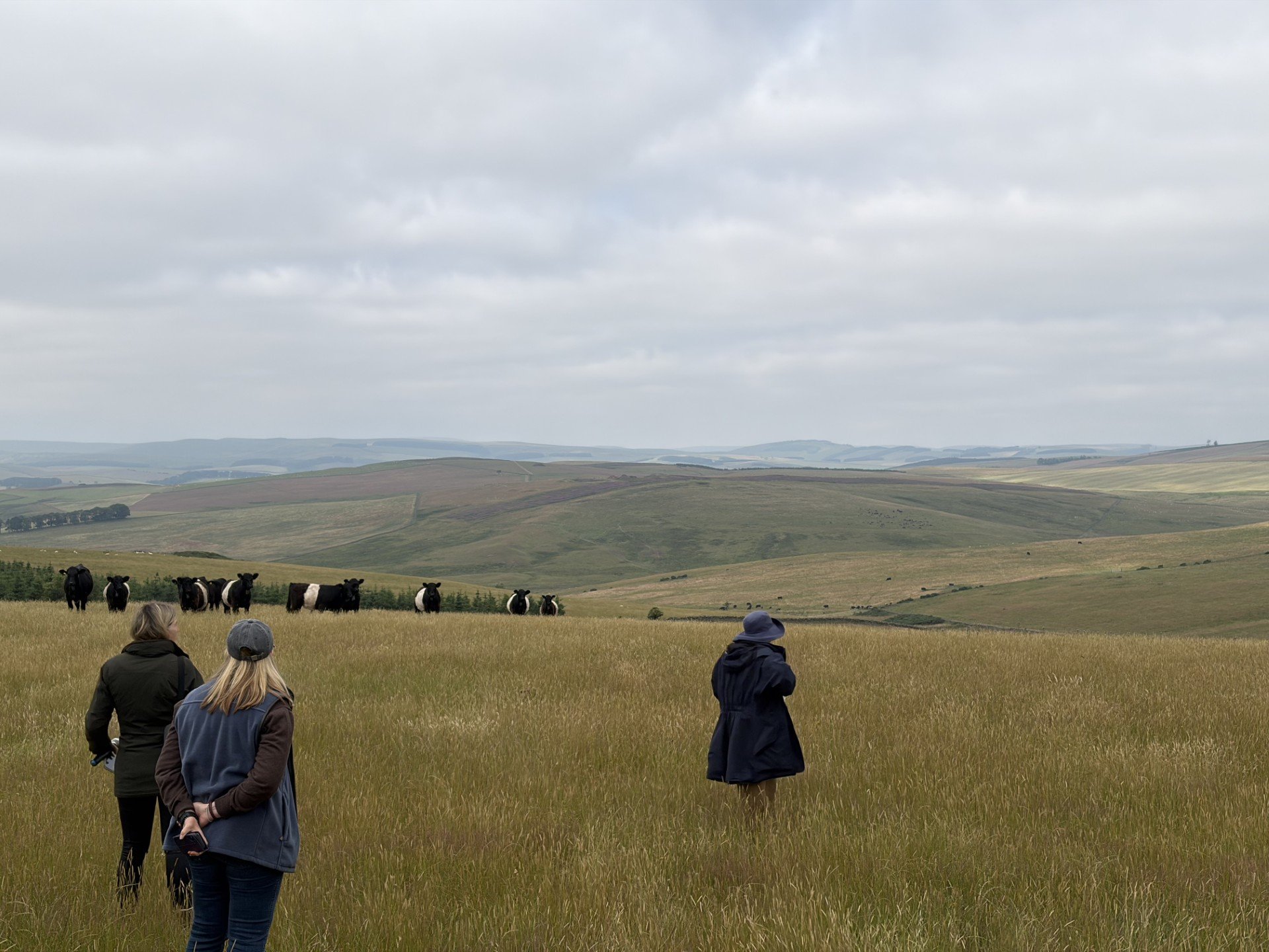 Three people walk in an upland meadow being watched by a herd of Belted Galloway Cattle.
