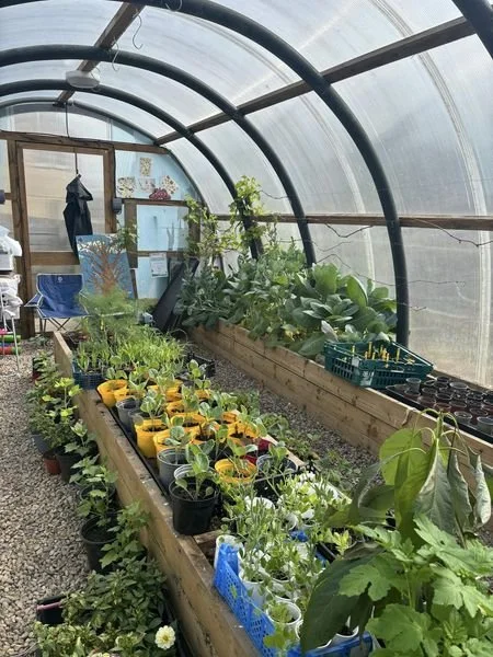 polytunnel.jpg