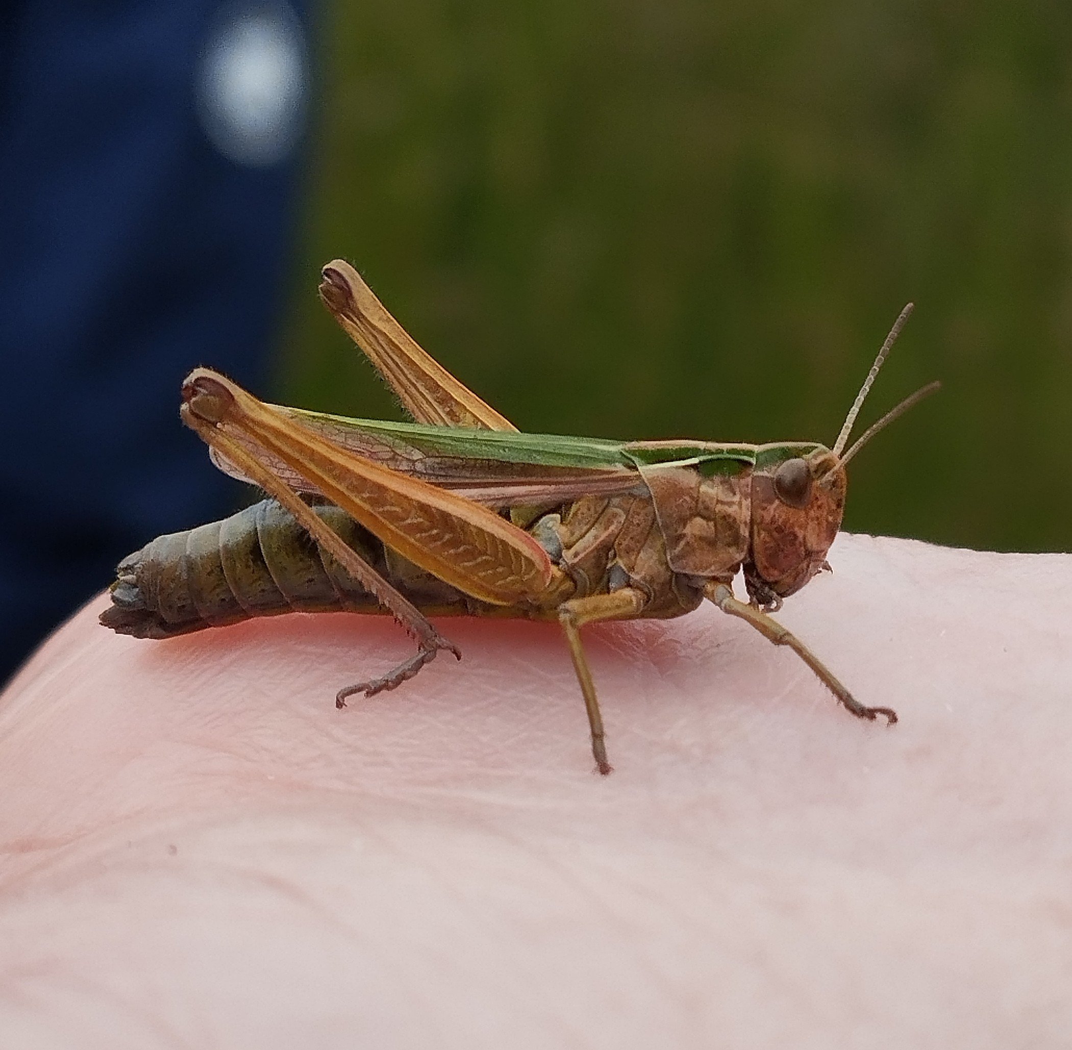A person holding a grasshopper