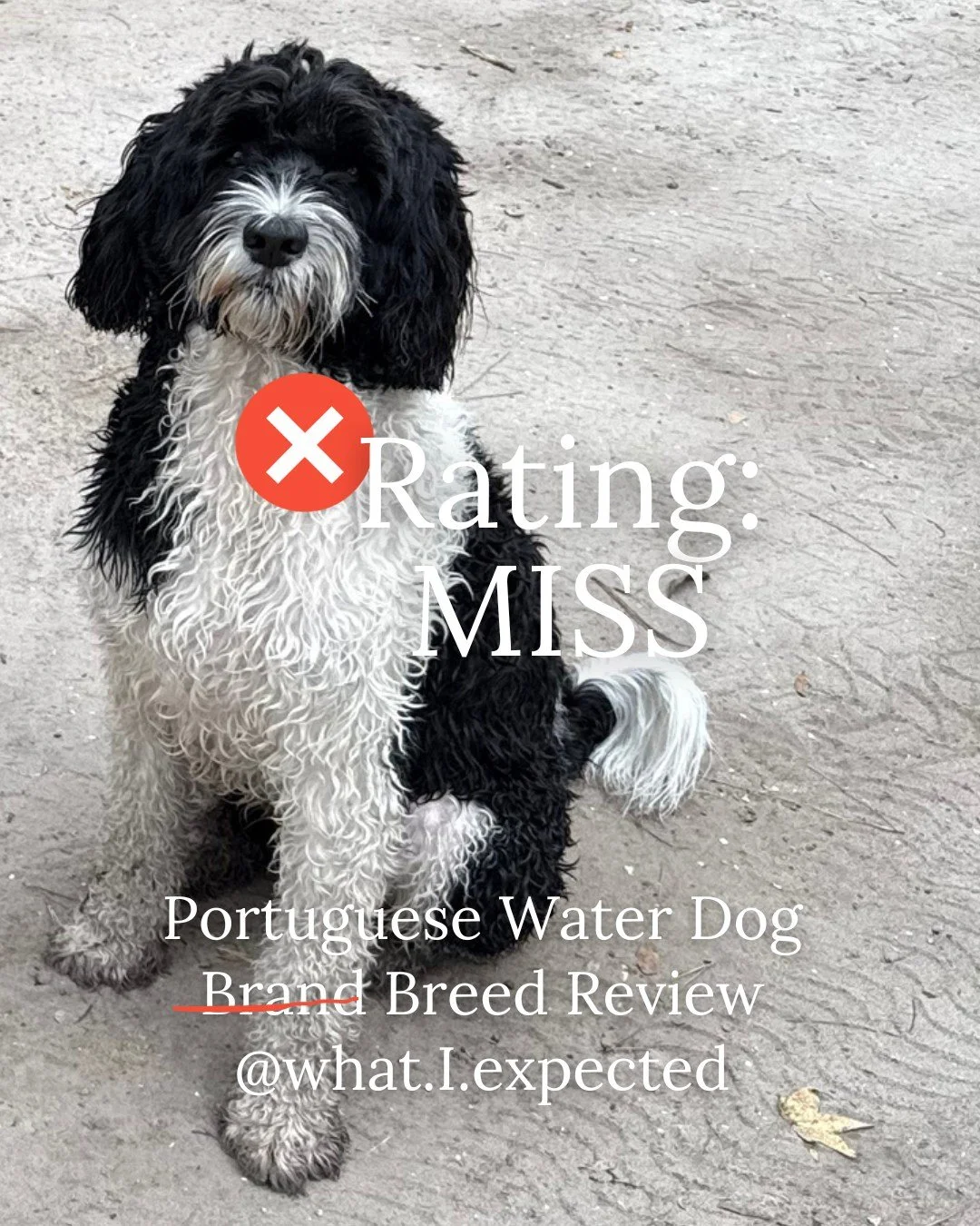 Rating: MISS

I&rsquo;ve had Portuguese Water Dogs before, so I thought I knew what I was getting into.

Cowboy is a rescue, and is so wildly different from my other PWDs that I genuinely questioned whether he was actually a Portuguese Water Dog. I h