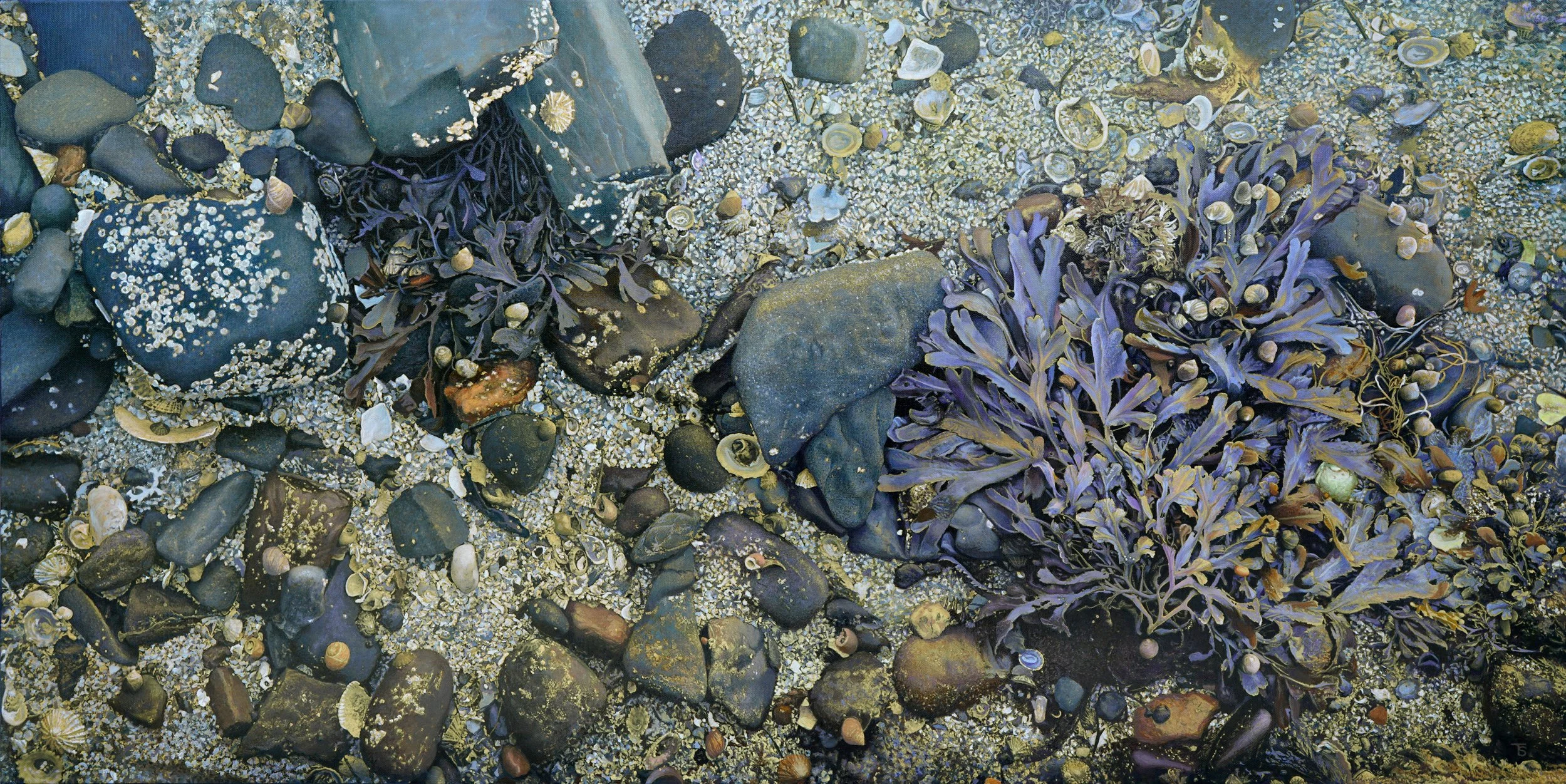 Wild Shore