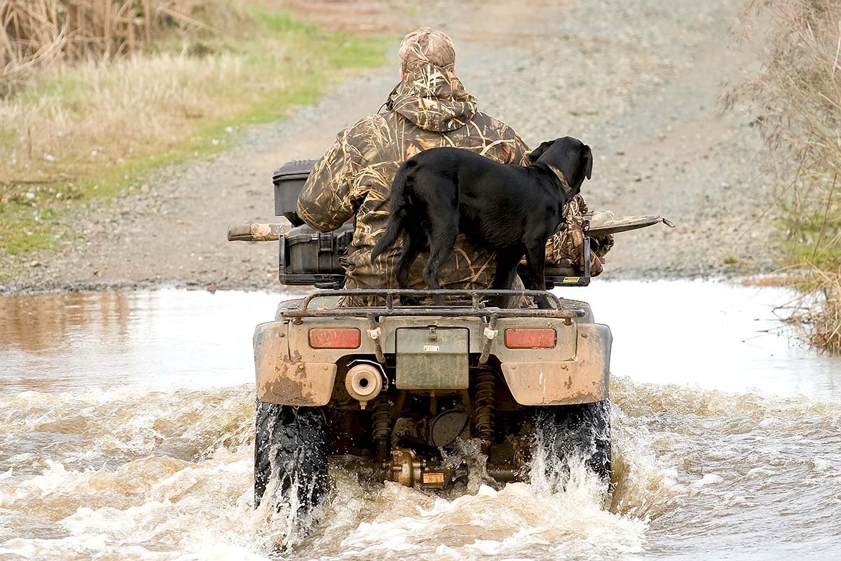 dog on atv.jpeg