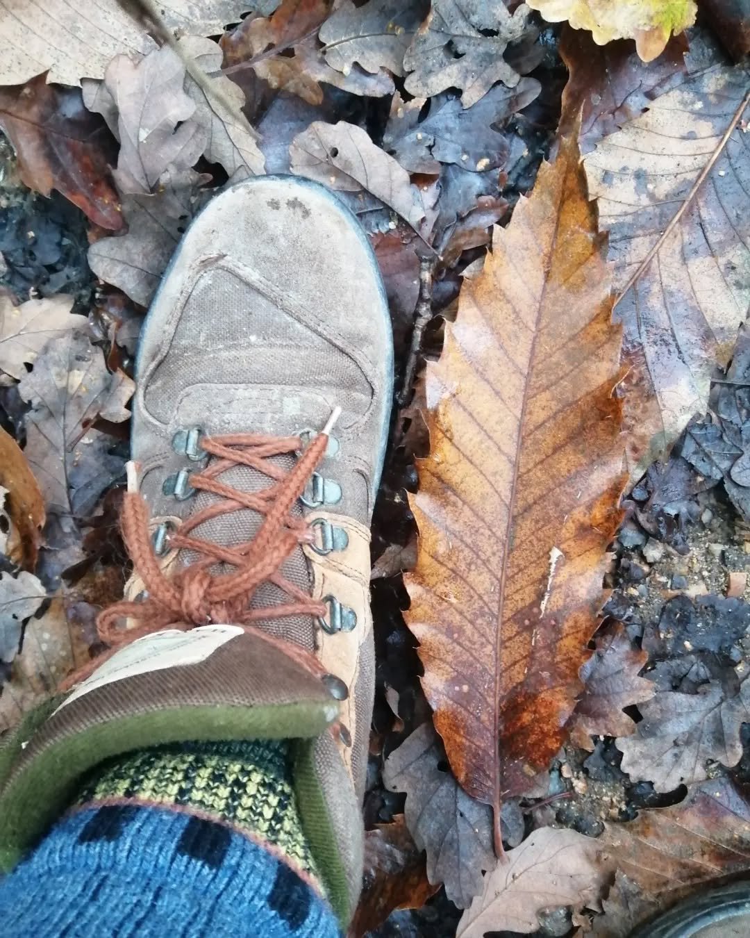 Size 6 Sweet Chestnut leaf, size 5 and half Oak leaf. I also found some Wild Service Trees in a wood I have walked in for years, thanks to Claire @dugfired in teaching me how to identify them recently.

After walking with her in the Blean at Tyler Hi