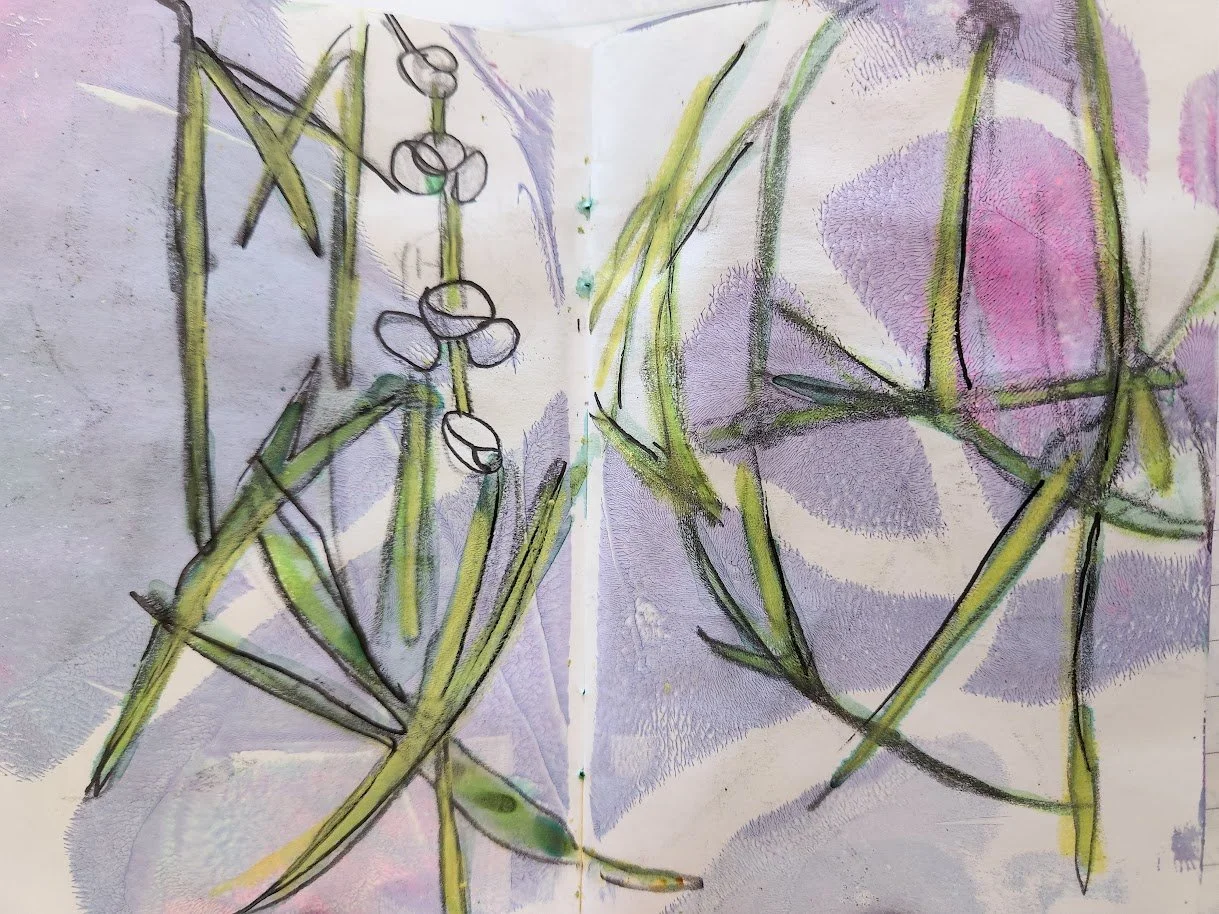 Sagittaria cuneata wetland plants emergent saskatchewan art.jpg