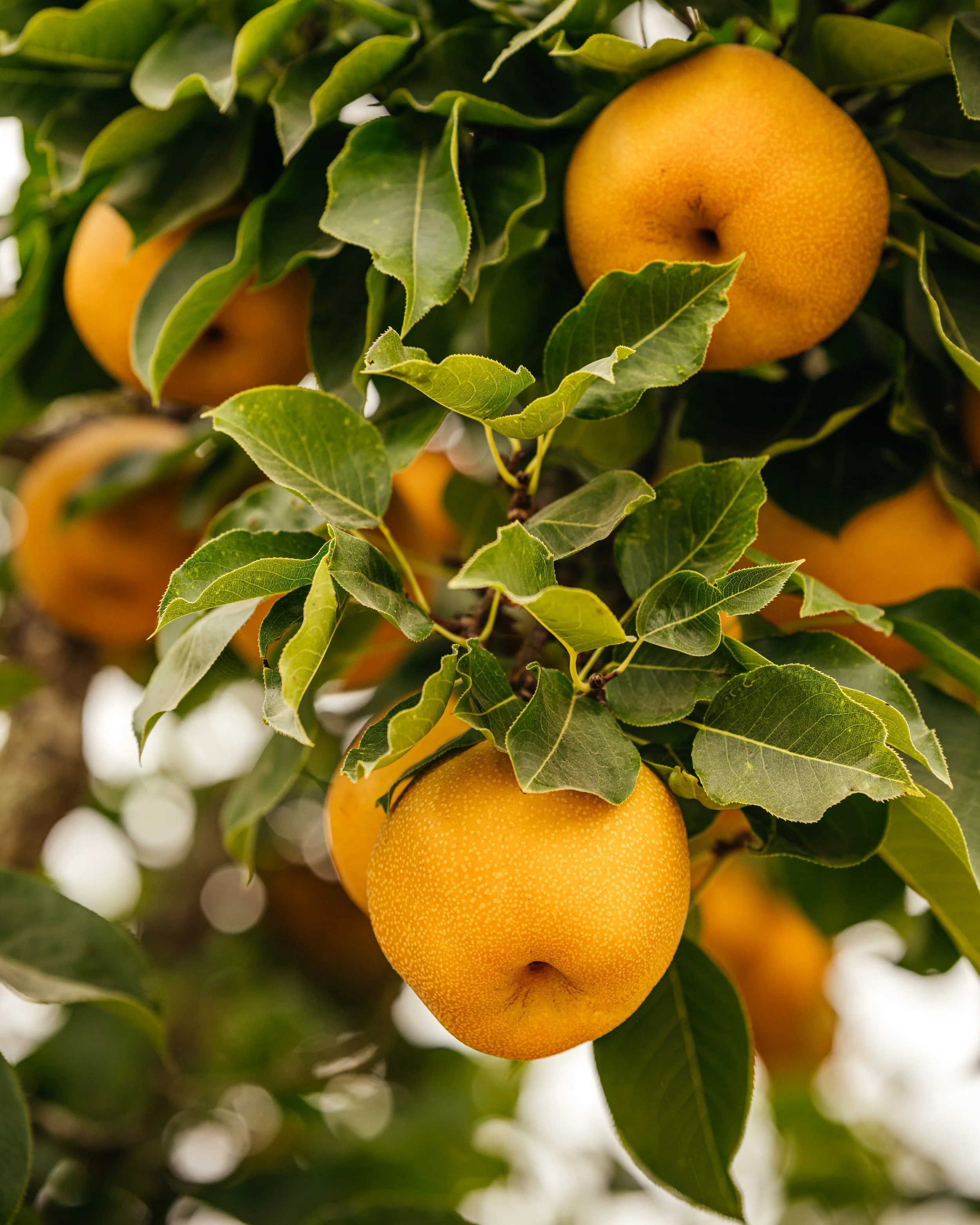 Big golden Asian pears with tiny white spots hanging on a tree with various green colored leaves. Photo credit EmmaKCreative