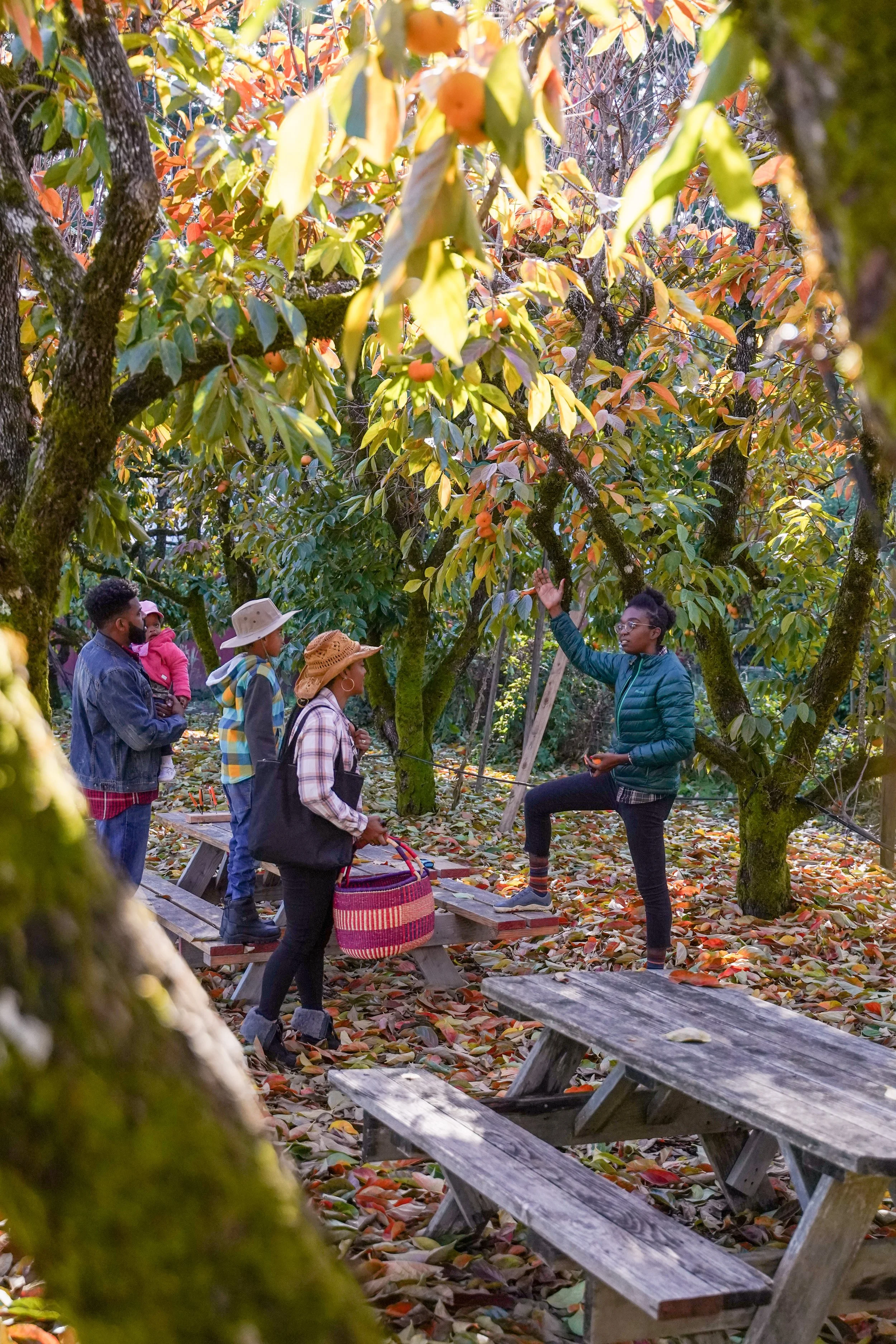 An Earthseed steward wearing a green puffer jacket explaining how to safely and kindly harvest persimmon fruit-kin to a family of 4, 2 adults and 3 kids