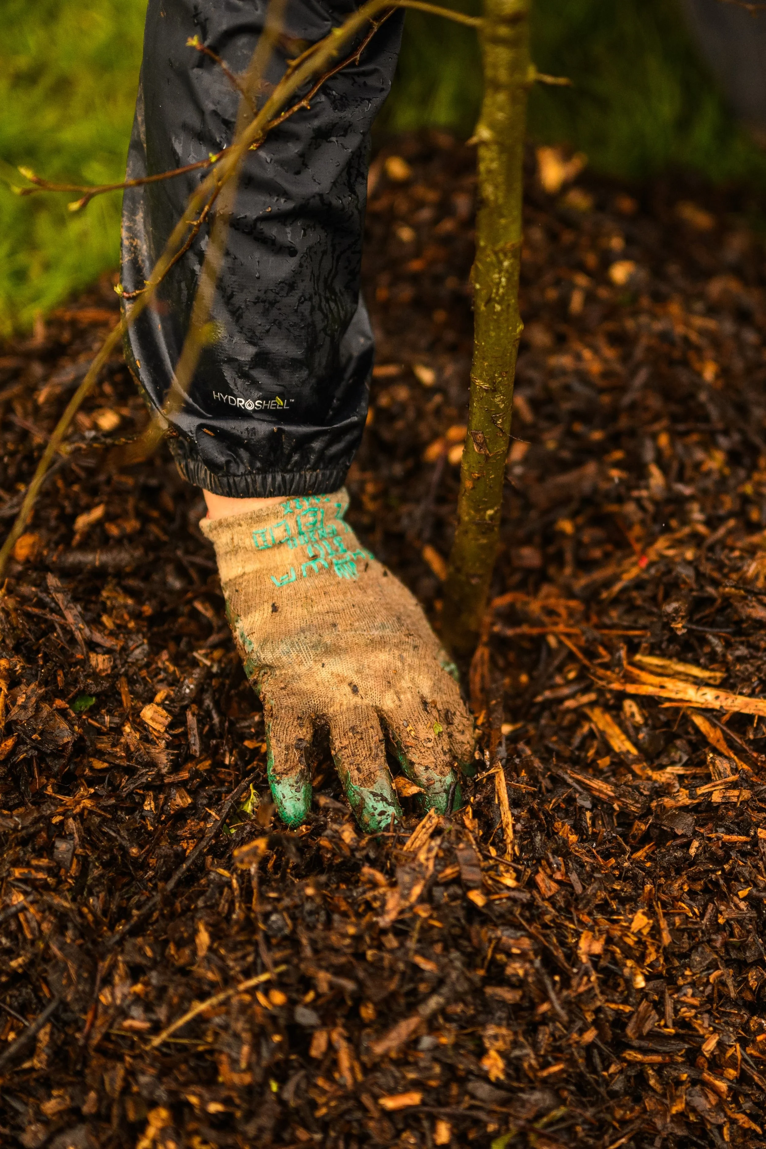 Plymouth Dolphins - PSDCF Tree Planting-8210.jpg