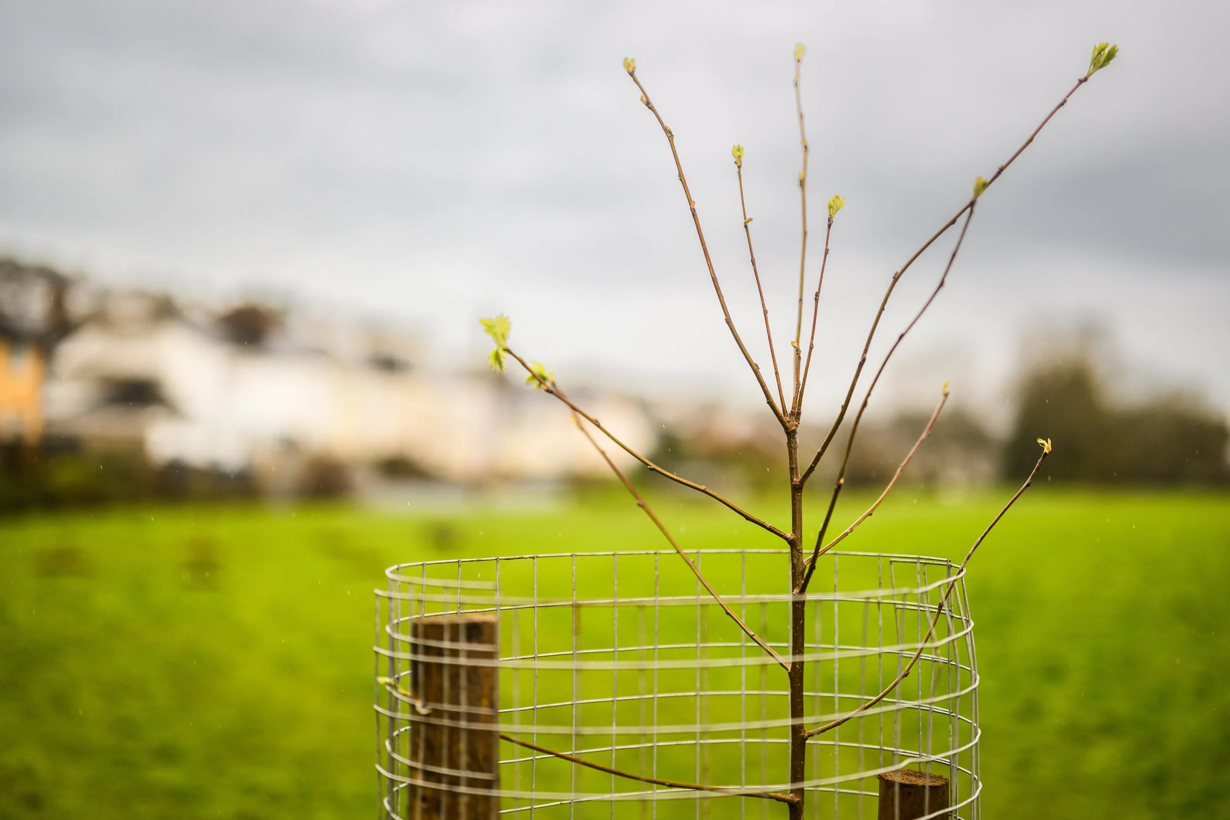 Plymouth Dolphins - PSDCF Tree Planting-8410.jpg