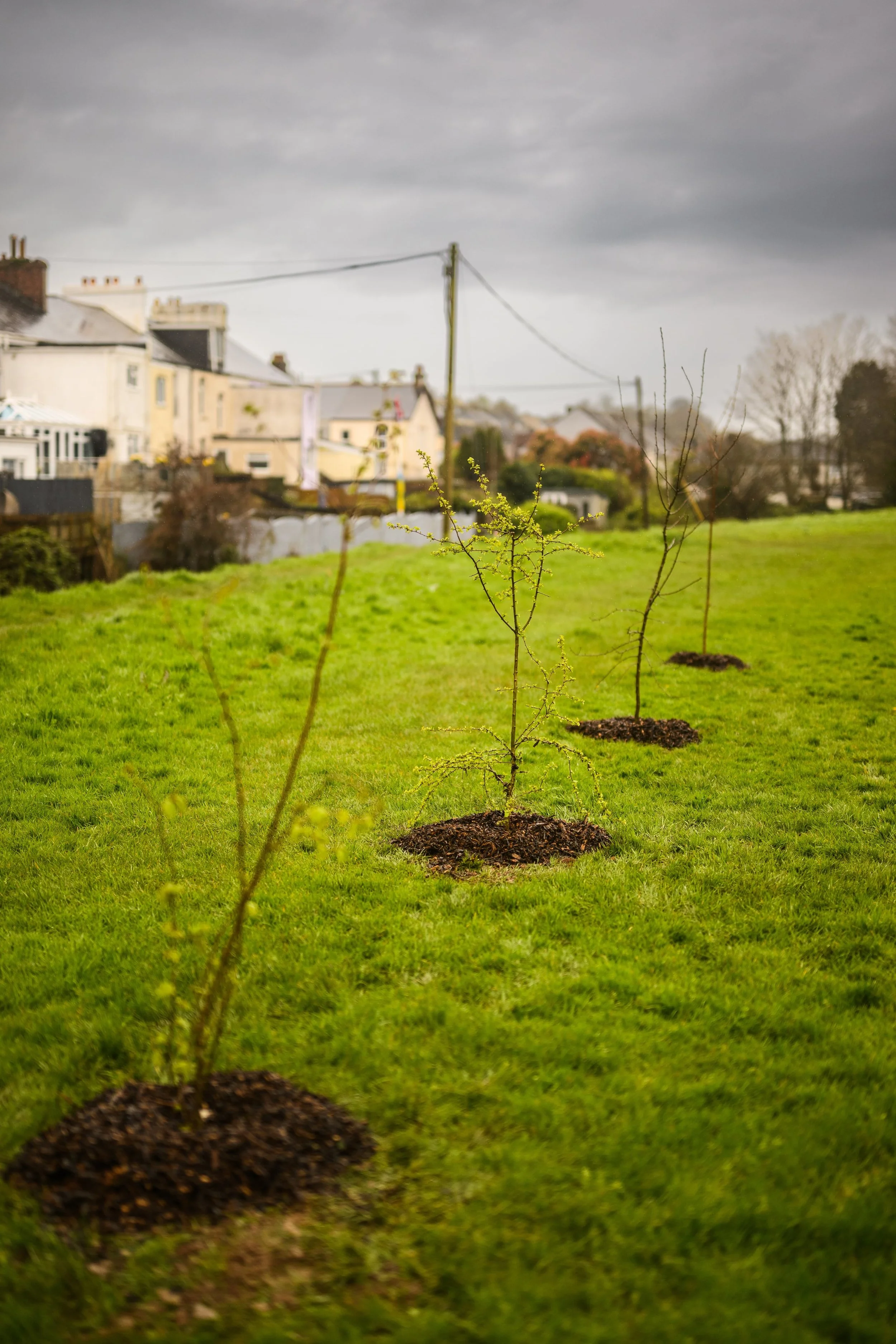 Plymouth Dolphins - PSDCF Tree Planting-8411.jpg