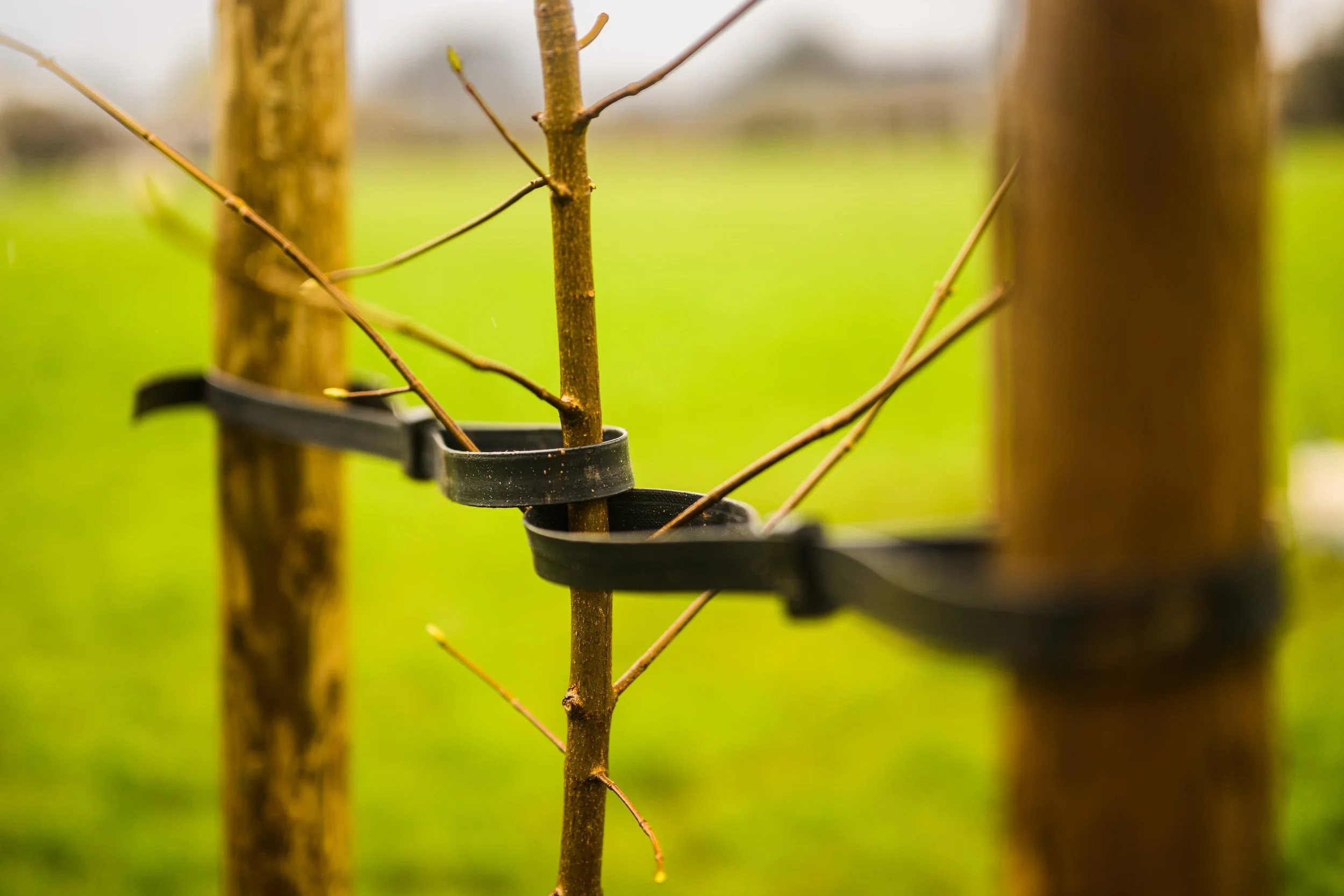 Plymouth Dolphins - PSDCF Tree Planting-8313.jpg