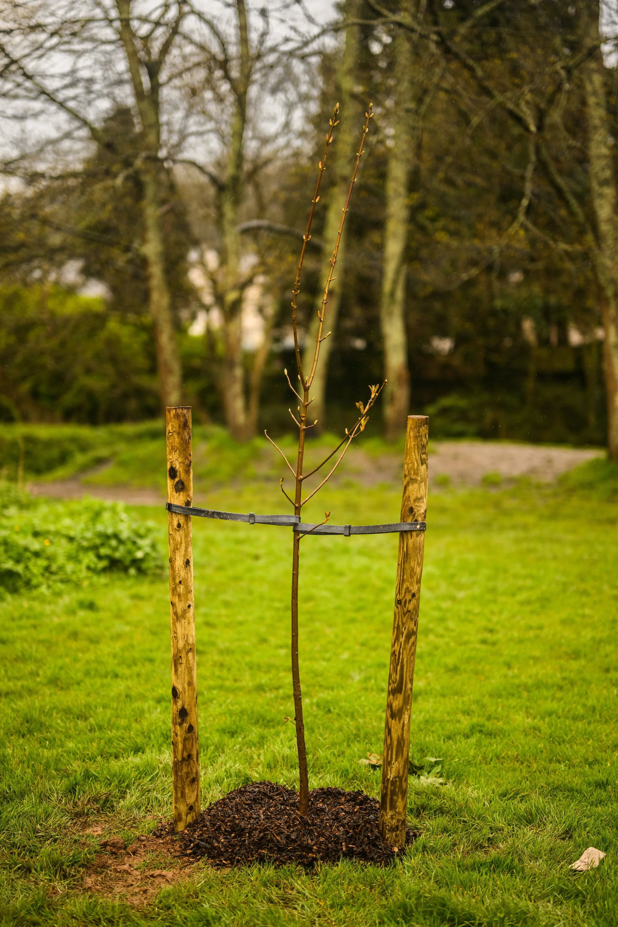 Plymouth Dolphins - PSDCF Tree Planting-8408.jpg