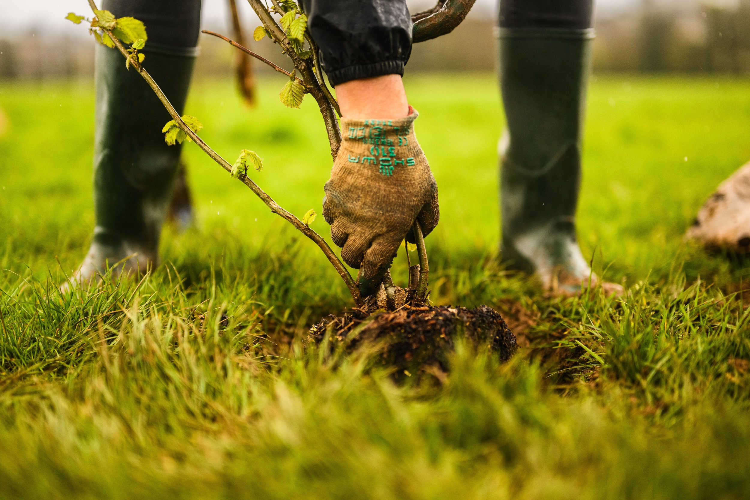 Plymouth Dolphins - PSDCF Tree Planting-8016.jpg