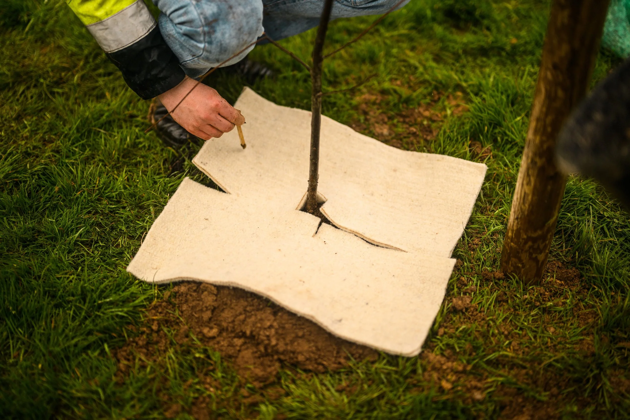 Plymouth Dolphins - PSDCF Tree Planting-8072.jpg