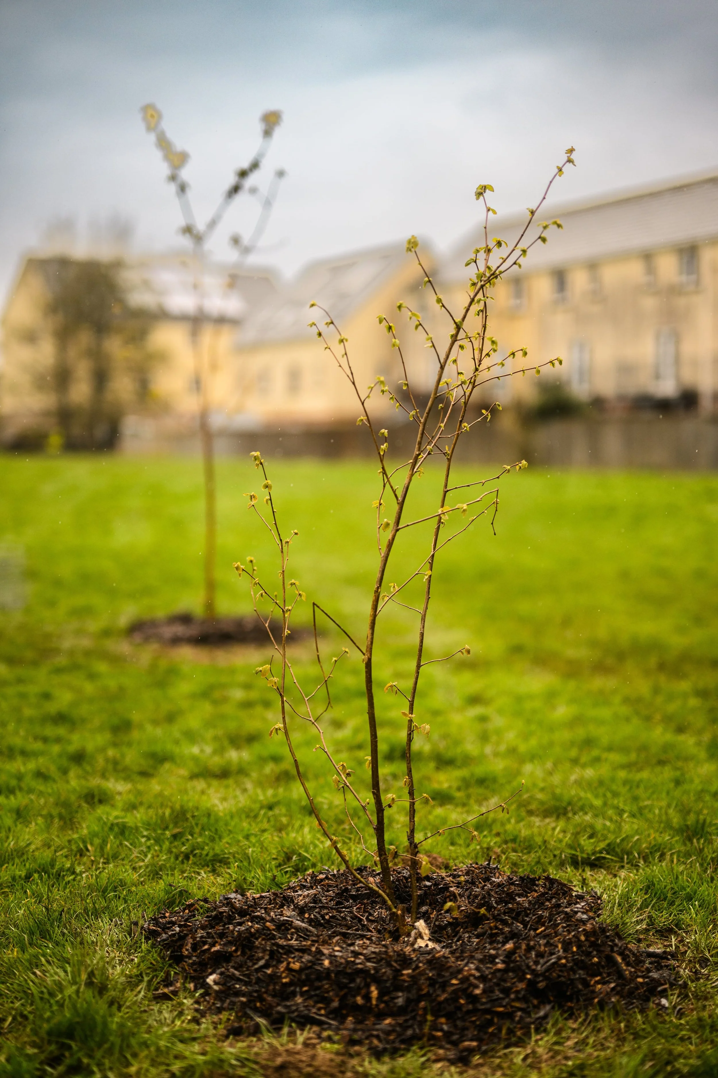 Plymouth Dolphins - PSDCF Tree Planting-8129.jpg