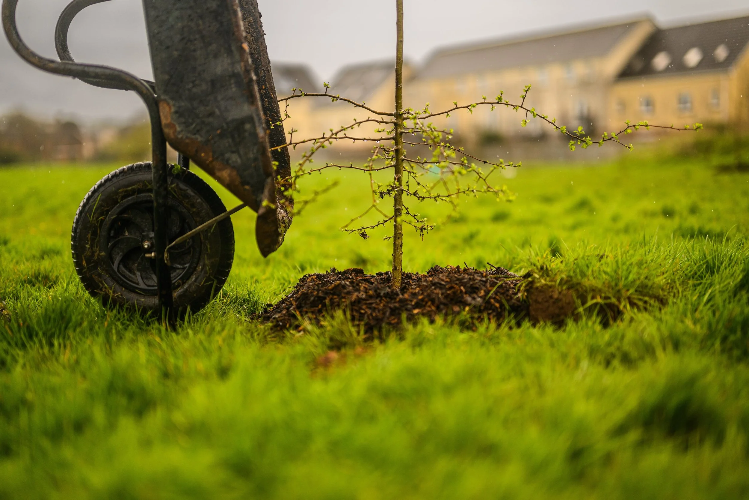 Plymouth Dolphins - PSDCF Tree Planting-8185.jpg