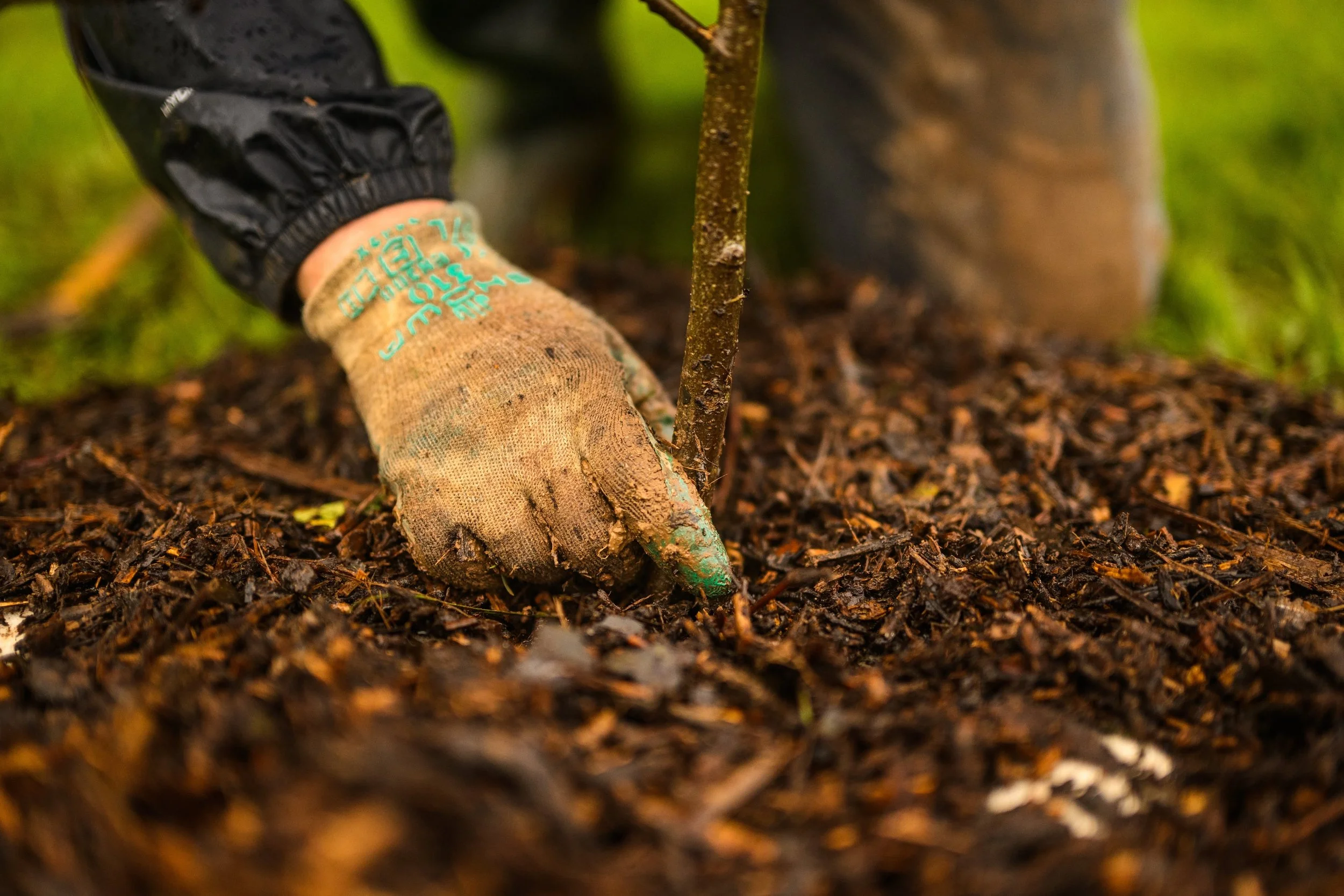 Plymouth Dolphins - PSDCF Tree Planting-8144.jpg