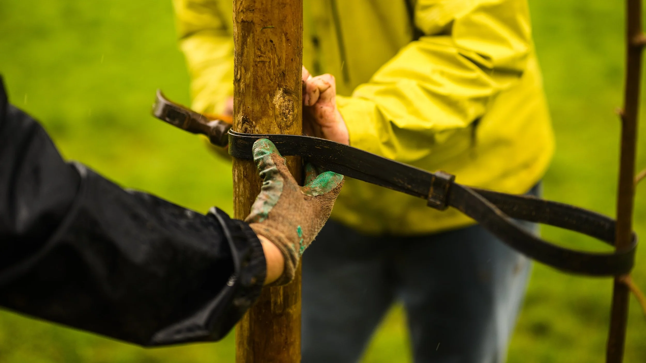 Plymouth Dolphins - PSDCF Tree Planting-8324.jpg