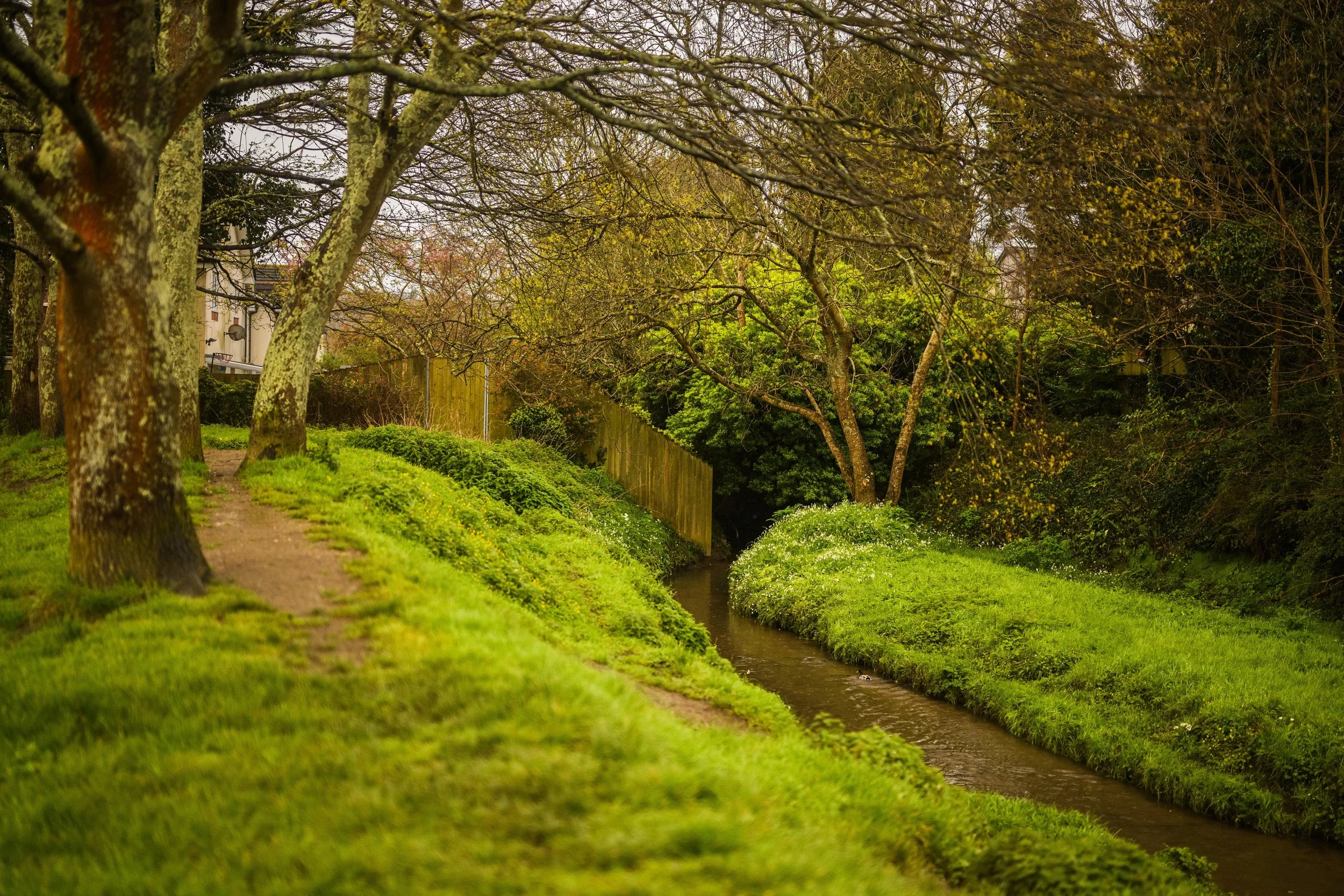 Plymouth Dolphins - PSDCF Tree Planting-8020.jpg