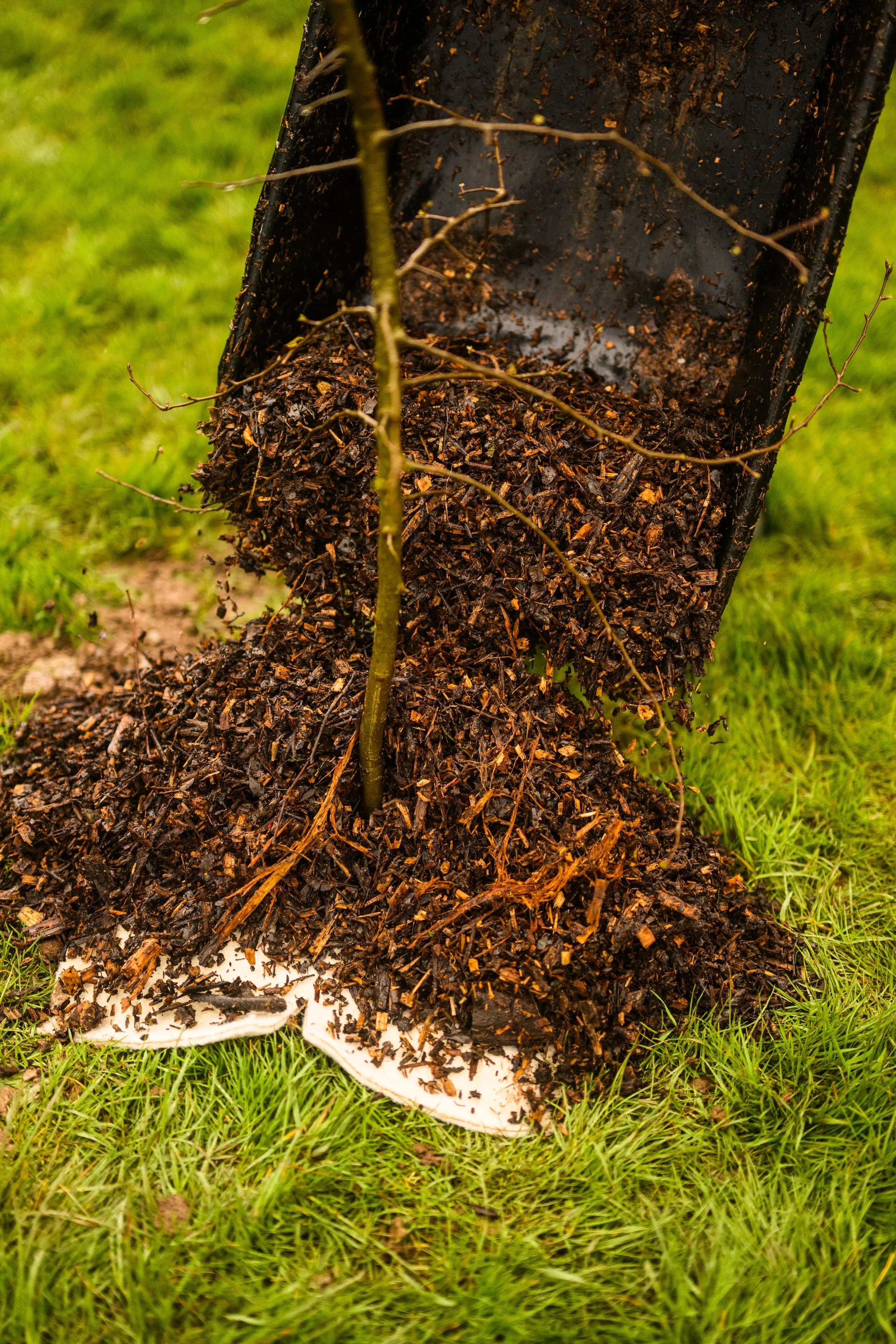 Plymouth Dolphins - PSDCF Tree Planting-8200.jpg