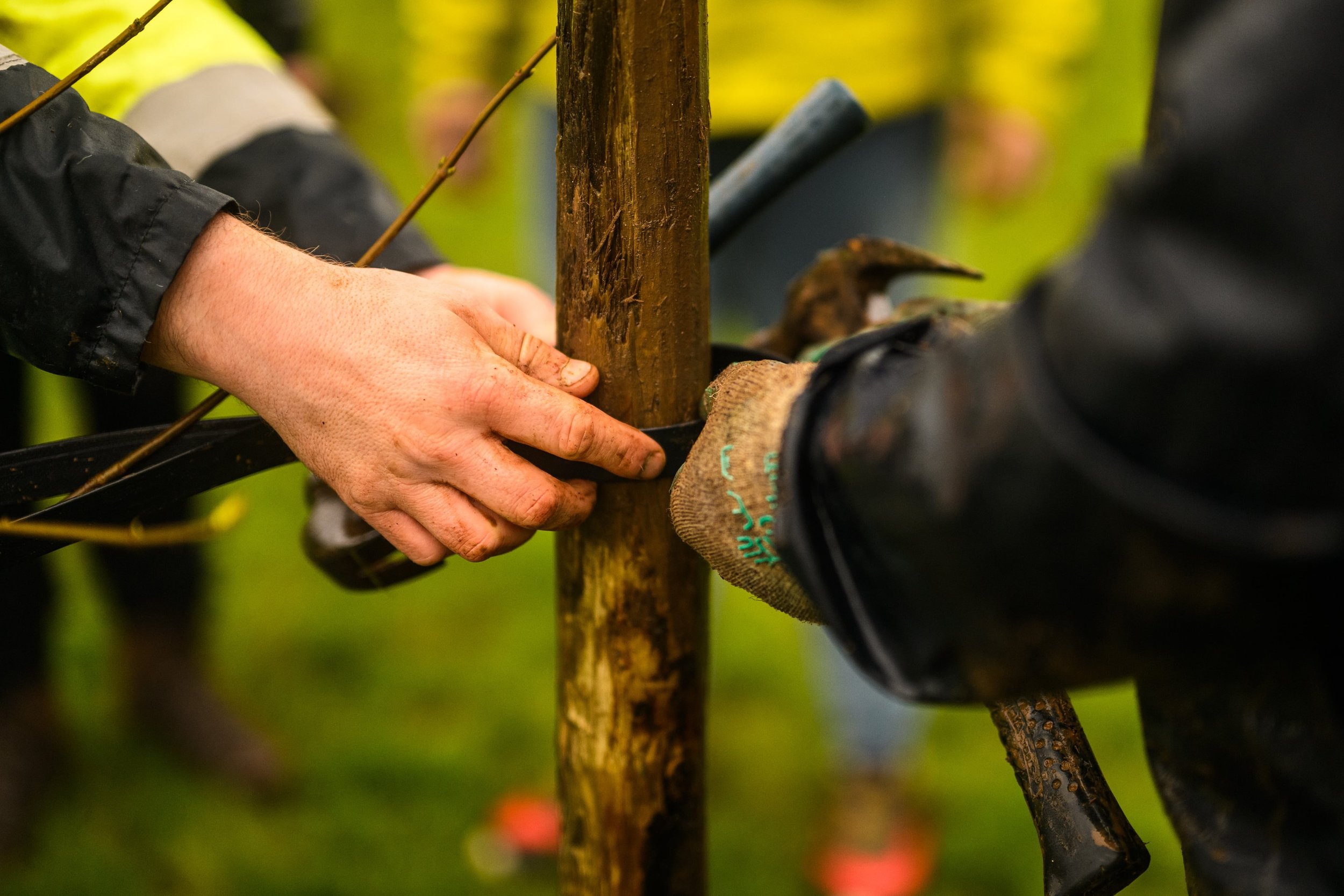Plymouth Dolphins - PSDCF Tree Planting-8298.jpg