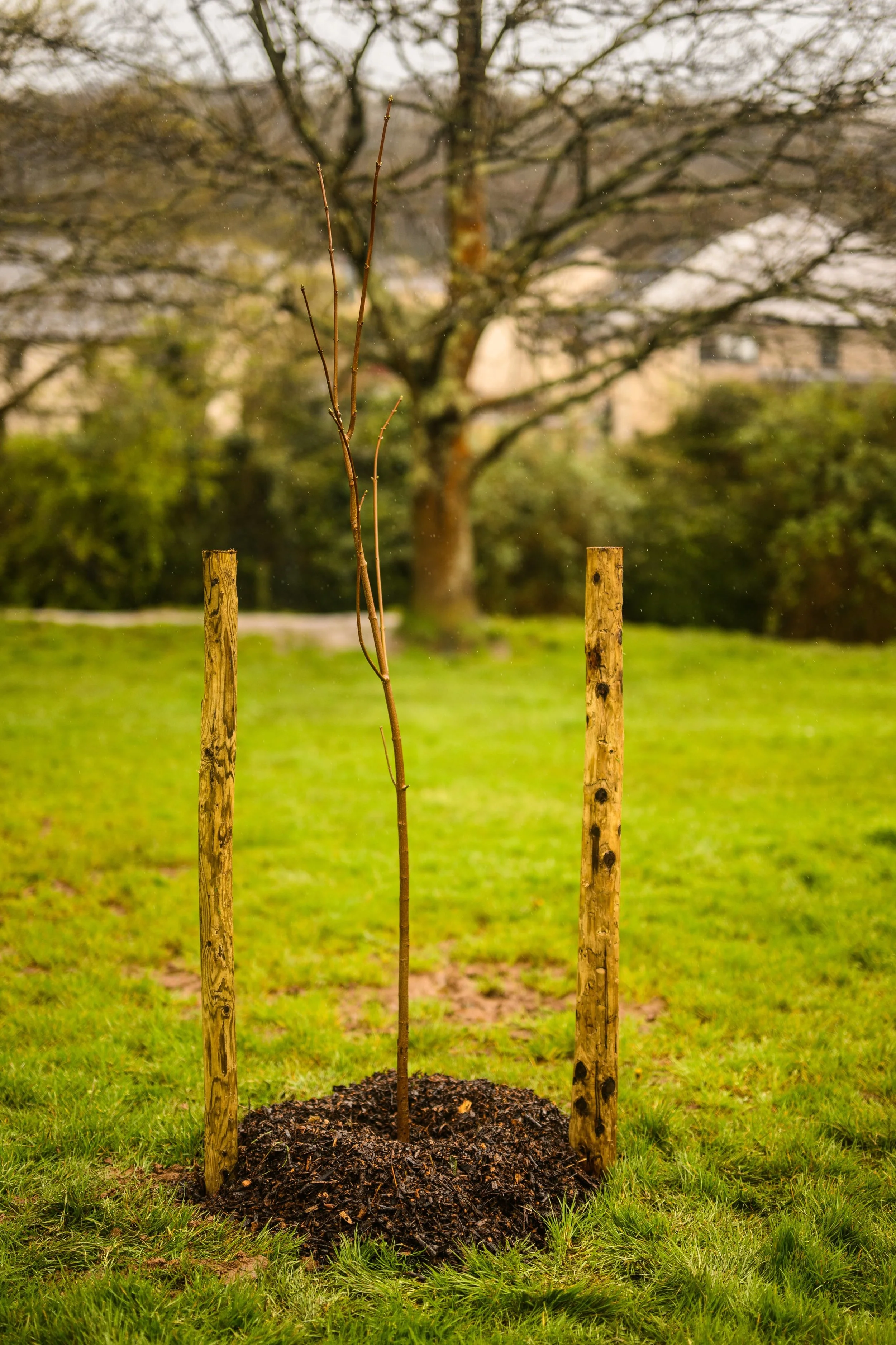 Plymouth Dolphins - PSDCF Tree Planting-8335.jpg