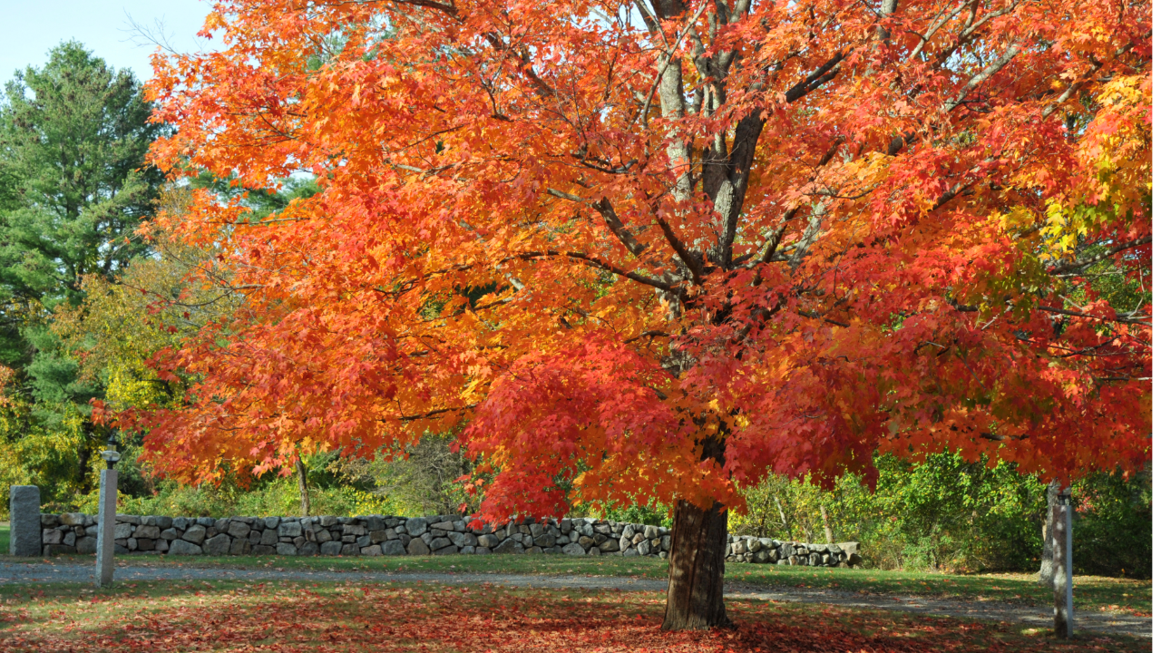 How to Use Weather Data to Predict Peak Fall Foliage