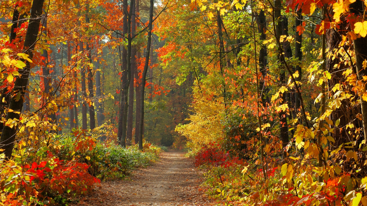 Fall Weather Wallpapers: Bring the Season to Your Screen
