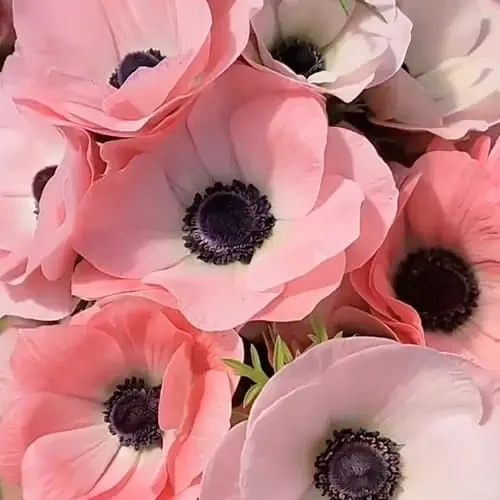 mistral rosa chiaro.webp