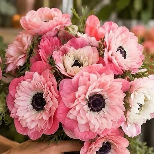 levante rosa chiaro.webp