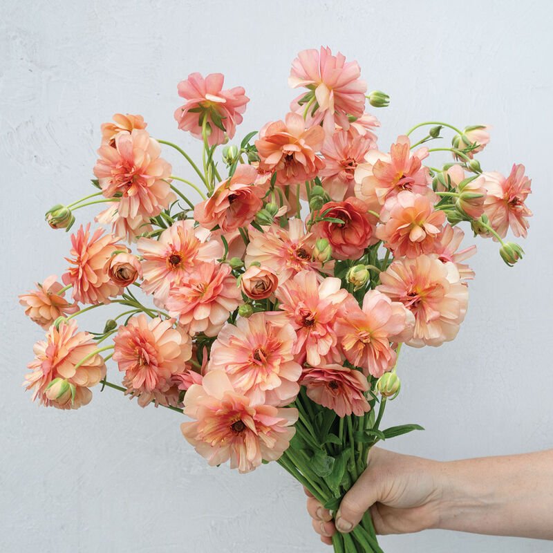 Ranunculus Butterfly Eris (5 corms)